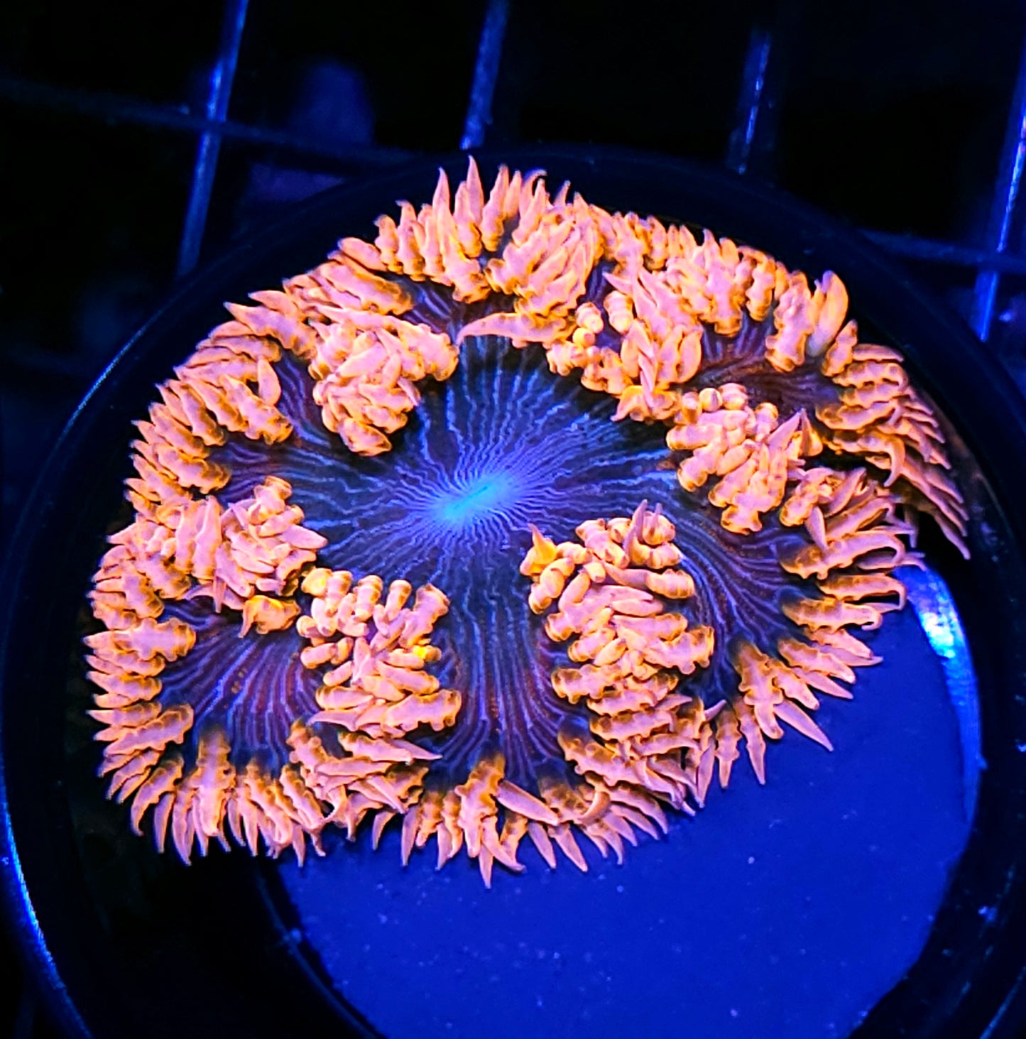 Pink Zebra Flower Anemone