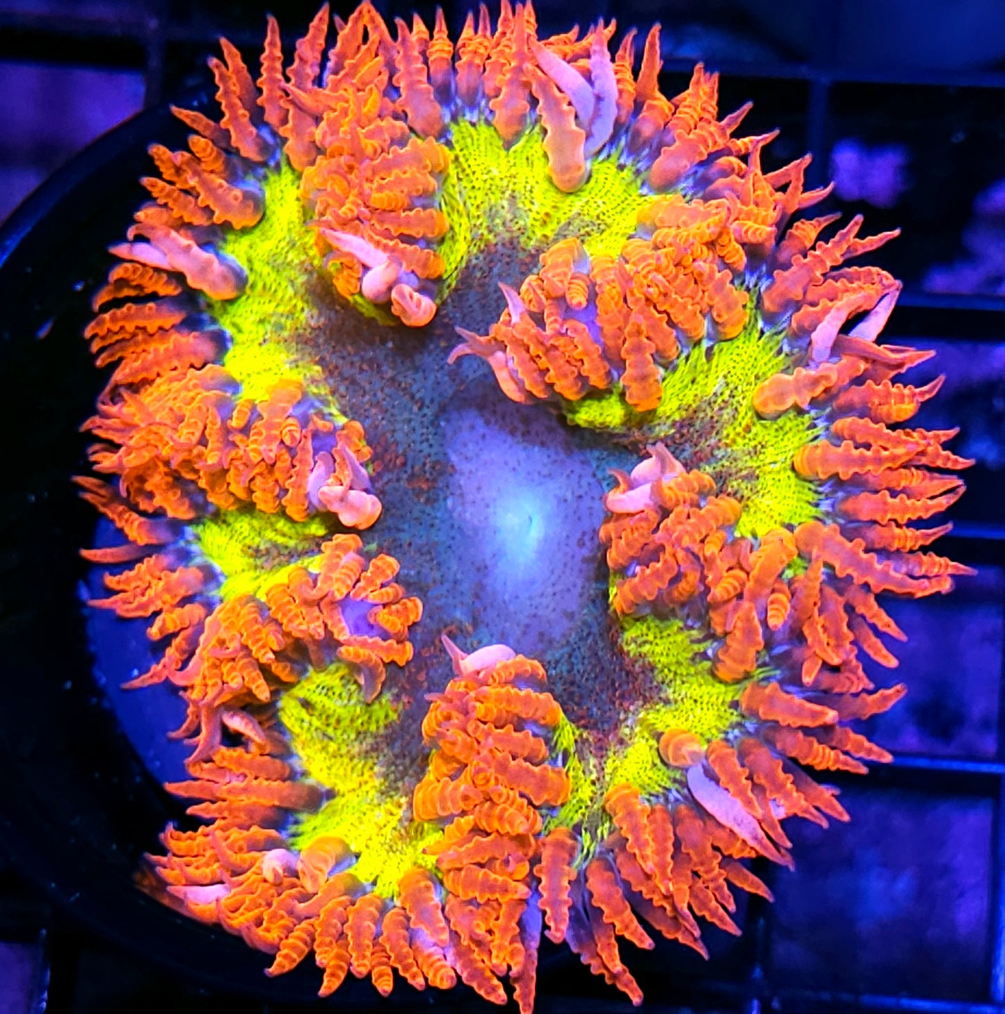 Radioactive Rainbow Flower Anemone