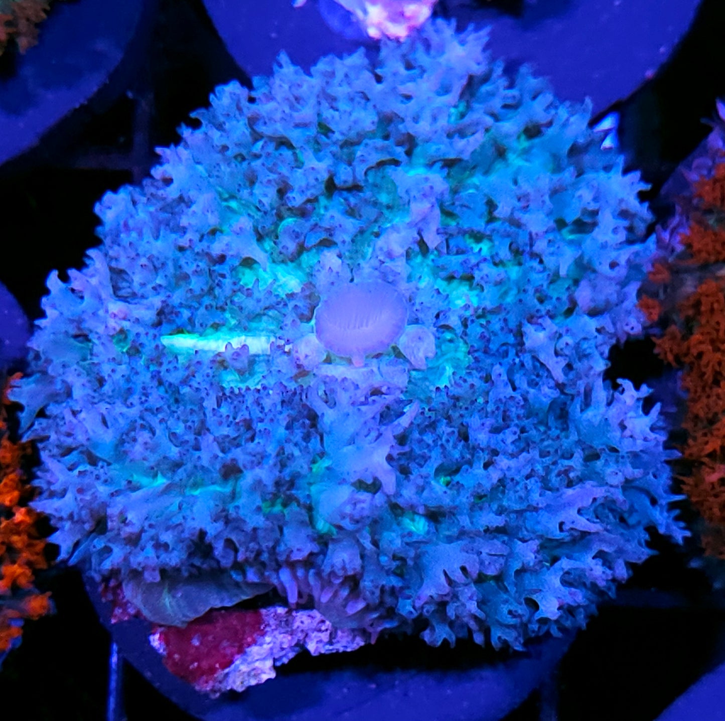 Beast Blue St Thomas Mushroom