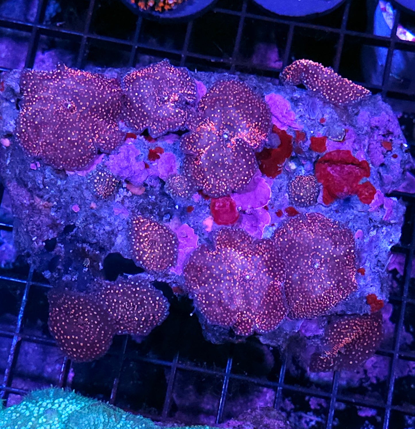 Outter Orbits Mushroom Colony