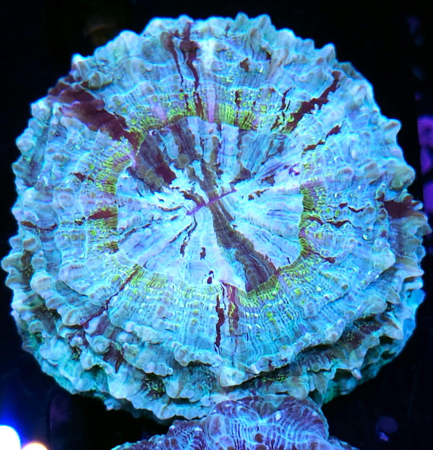 Quasimoto Acanthophyllia