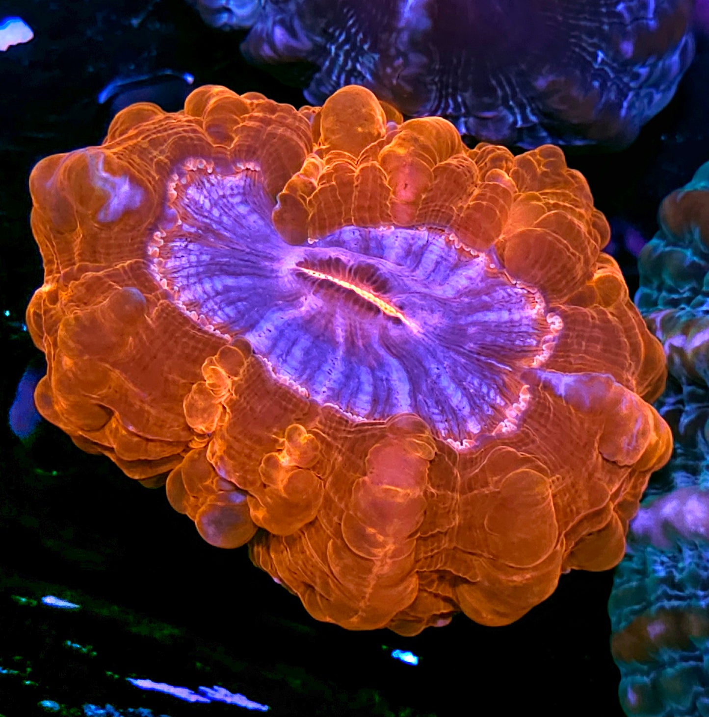 🤯🔥Ridiculous Blowtorch Cynarina🔥🤯
