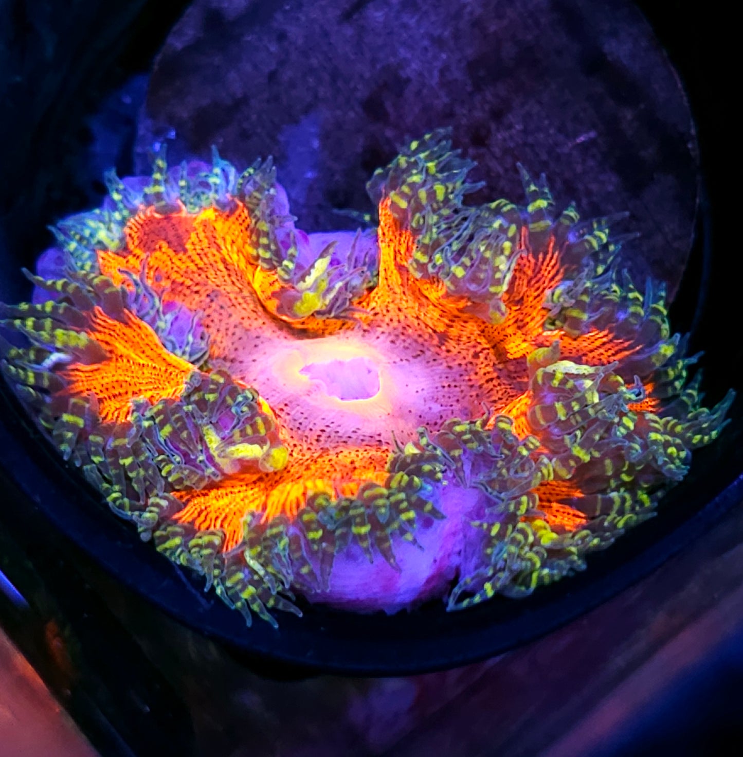 Mastermind Flower Anemone
