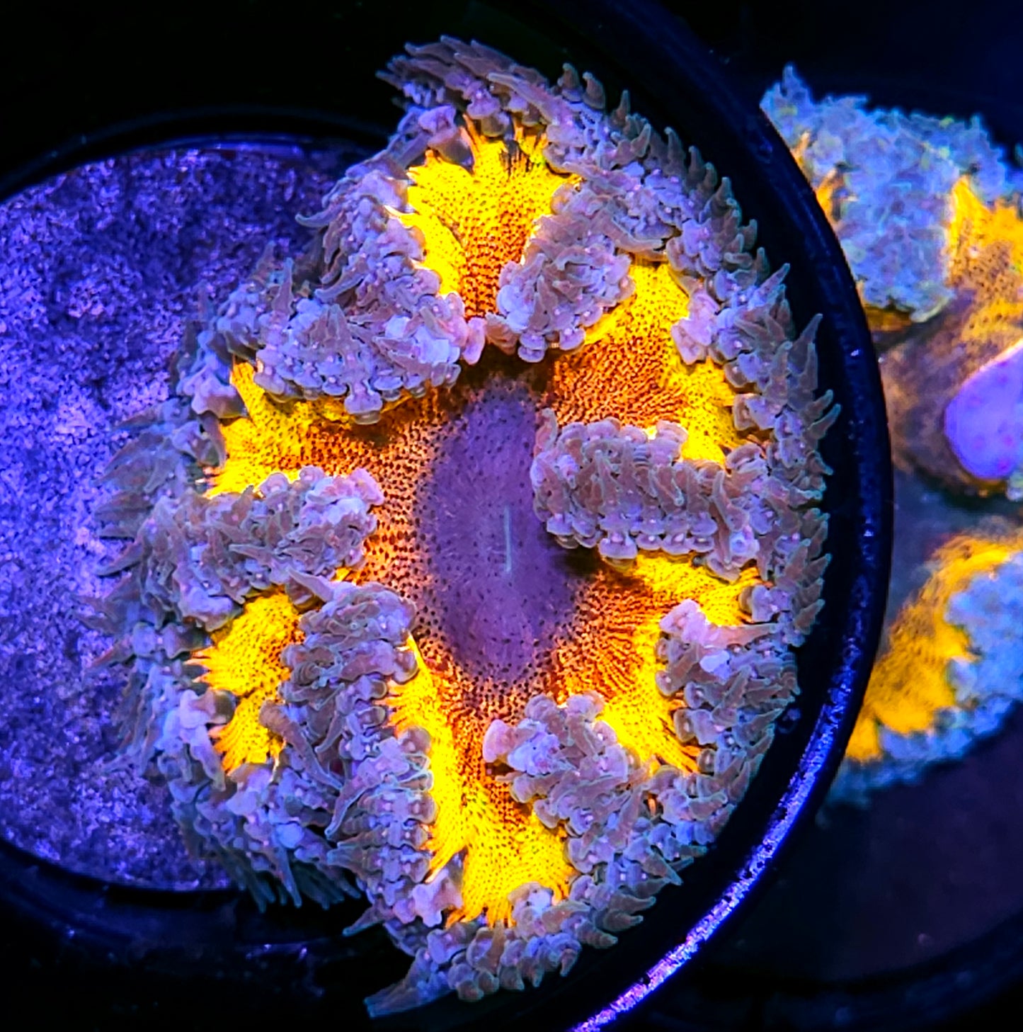 5th Dimension Flower Anemone
