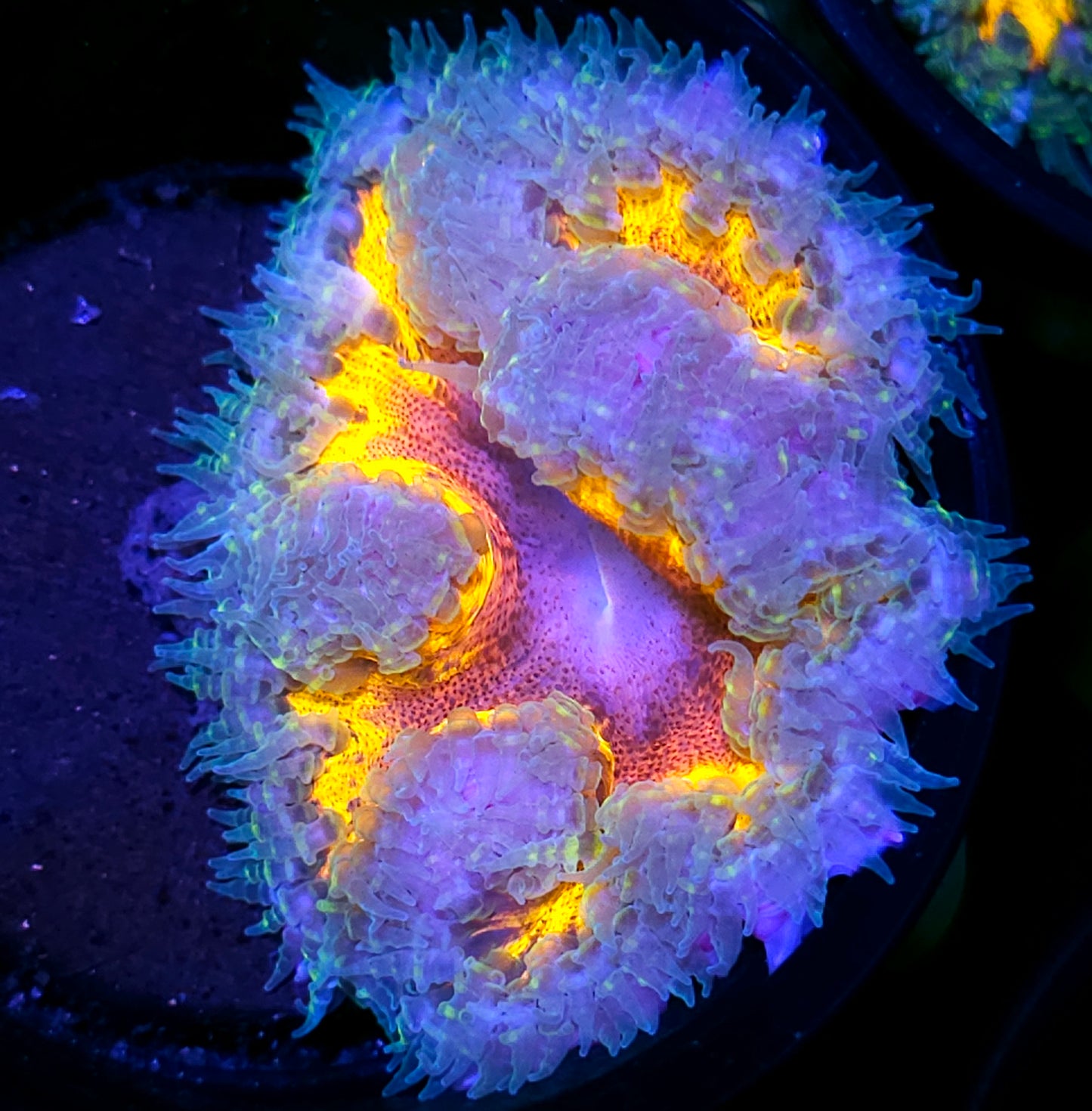 Invicta Flower Anemone