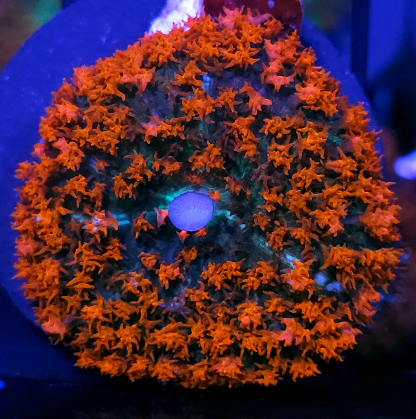 Flame On St Thomas Mushroom