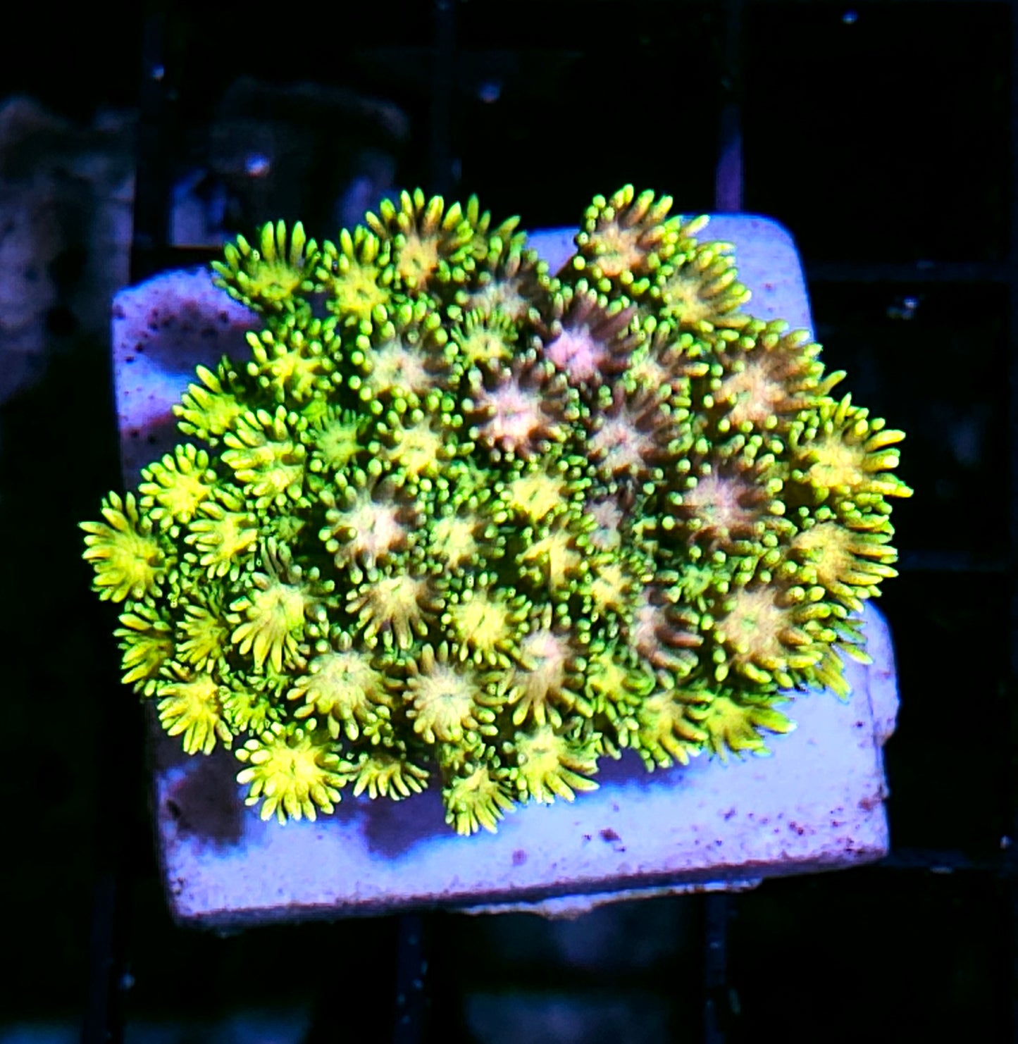 Rainbow Waves Goniopora Colony