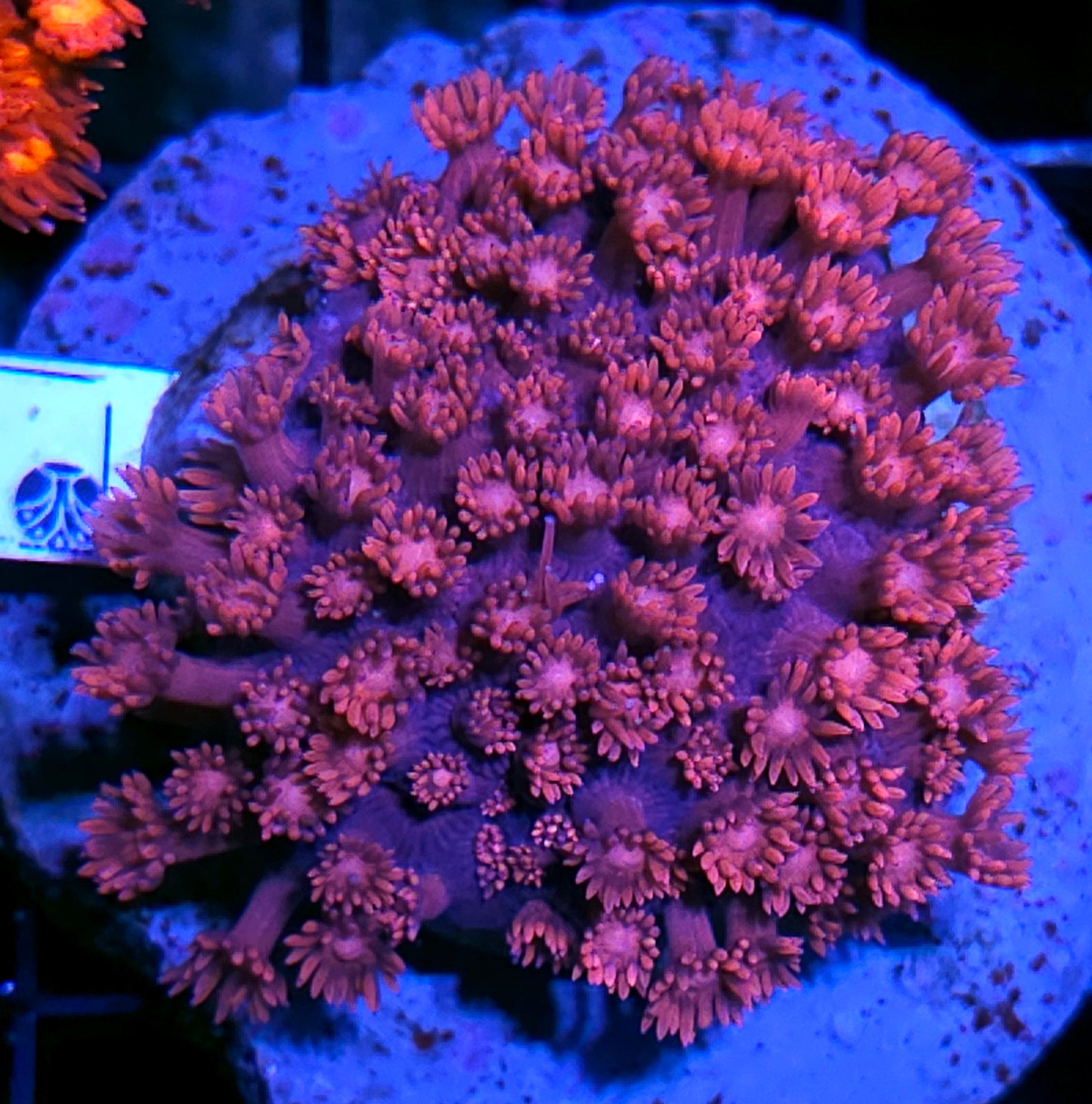 Superman Goniopora Colony
