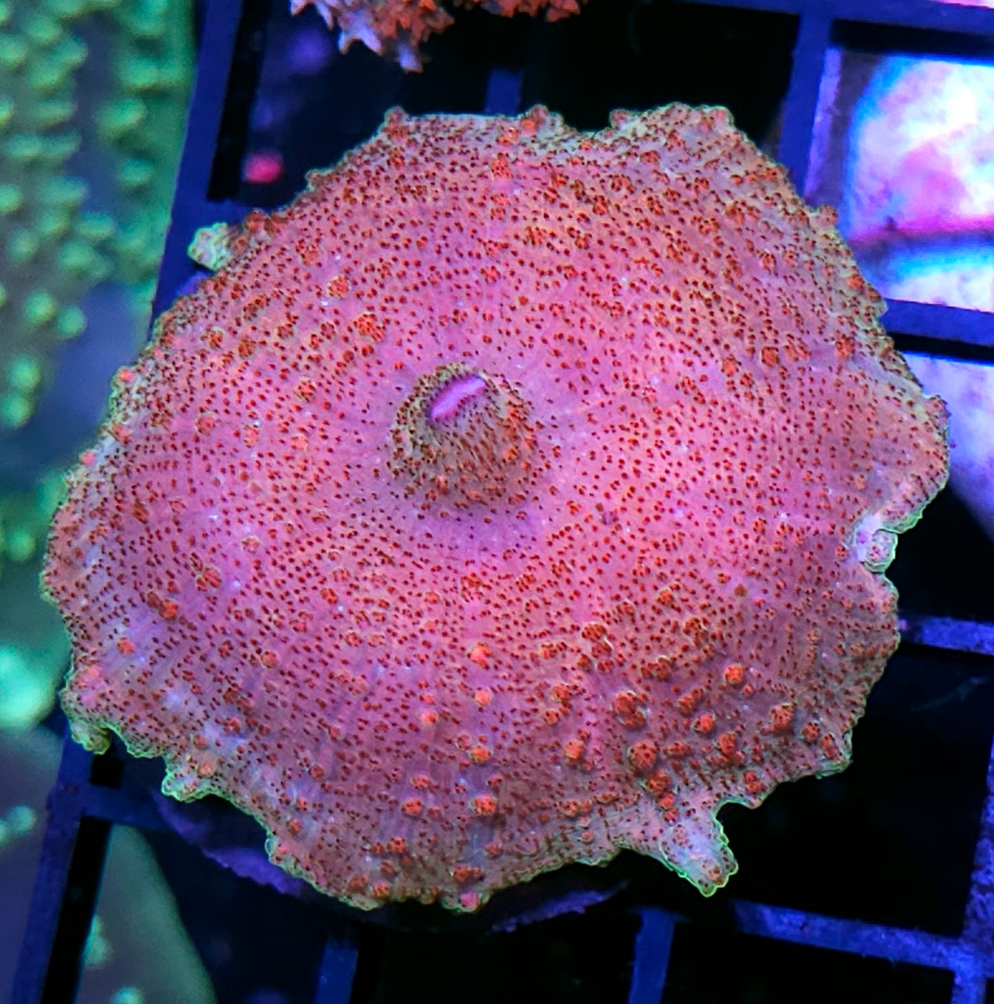 Power Pink Neglecta Umbrella Mushroom