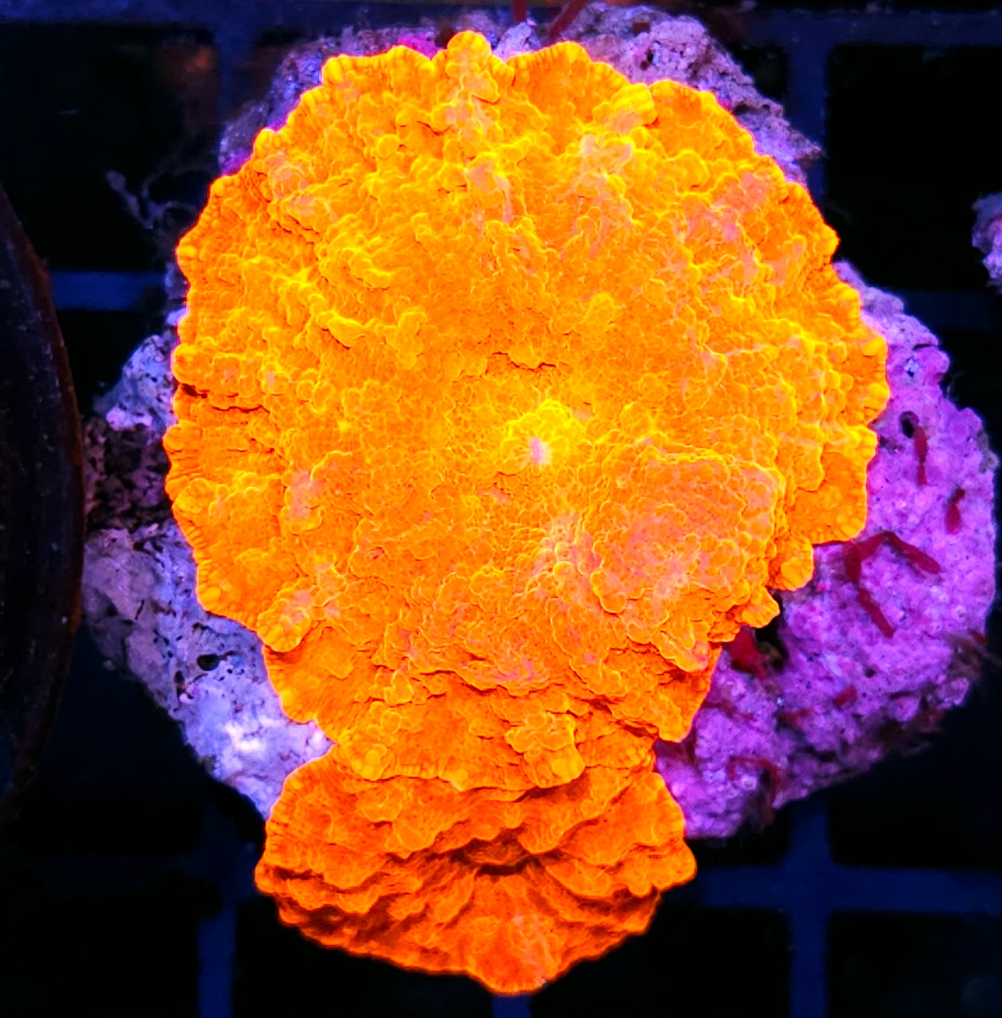 OOAK Orange Enigma Eclectus Mushrooms