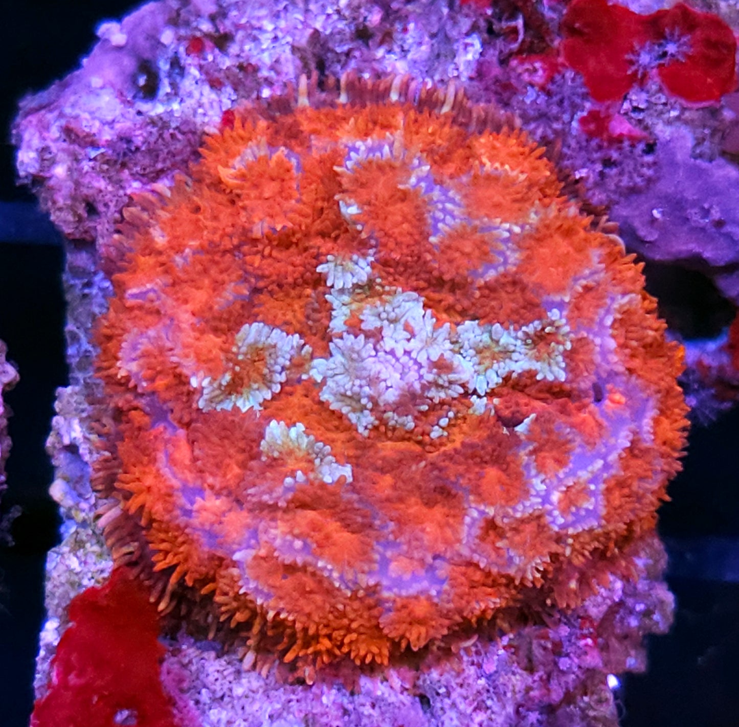 Holy Shit Pom Pom Mushroom RARE