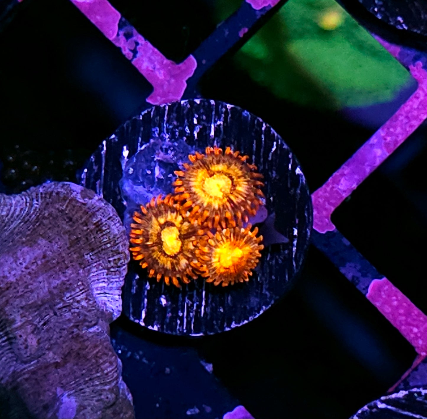 Combustion Zoas