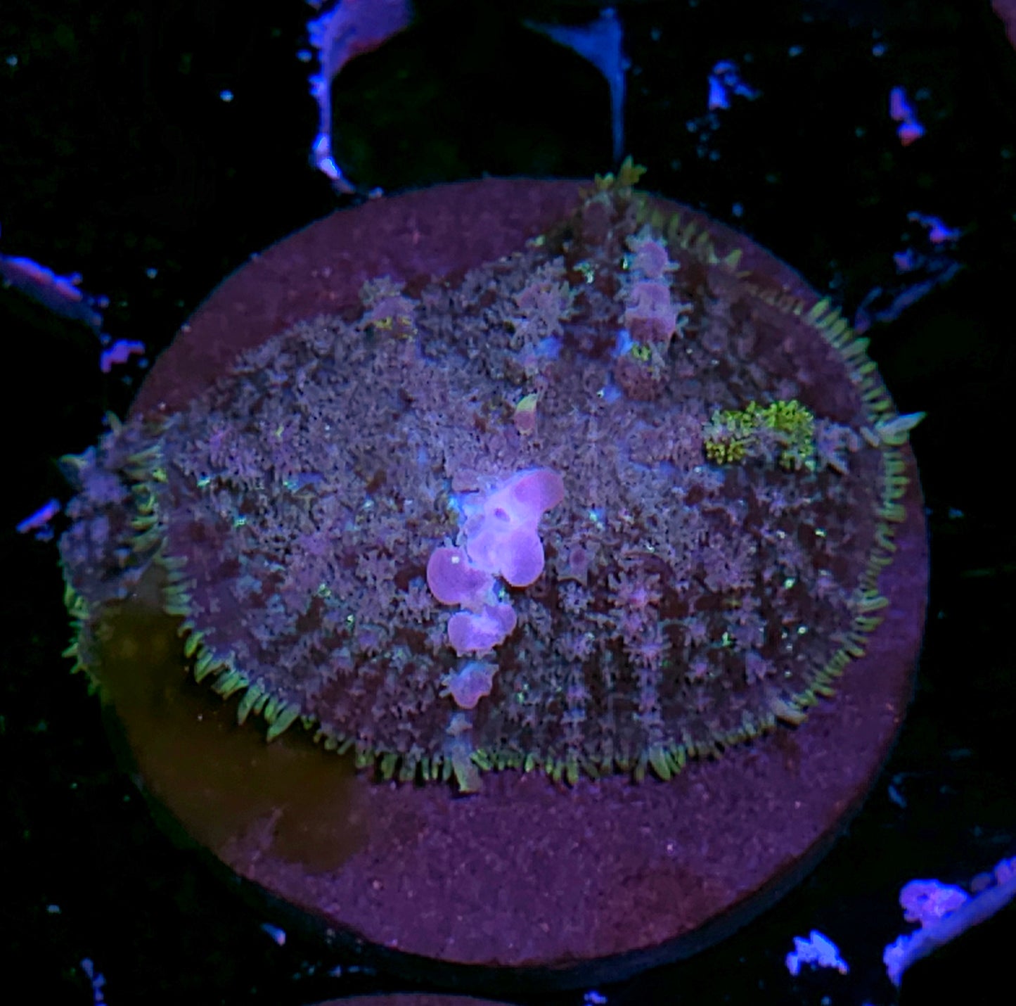 HF Blue Balls Bounce Mushroom