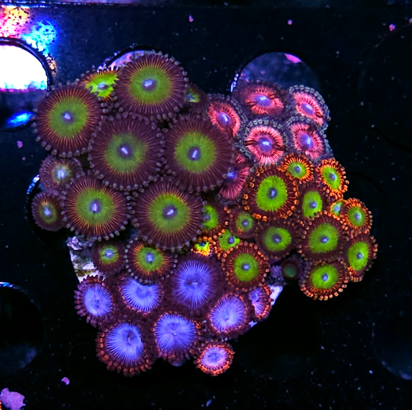 Holy Moly Mix Zoa Colony