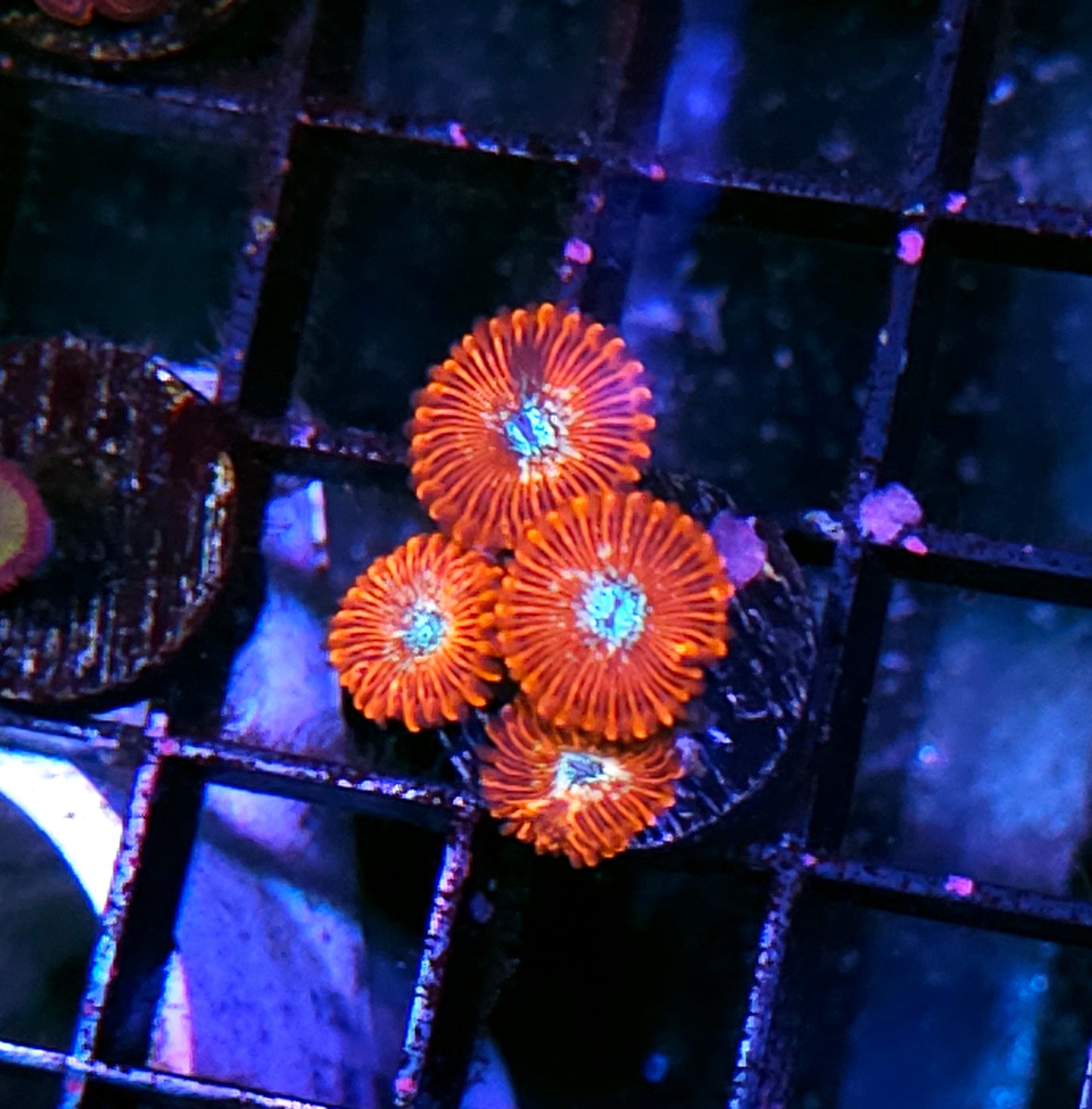 Salted Agave Zoas