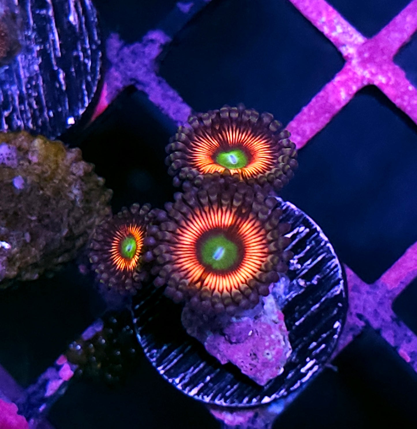 Everlasting Gobstopper Zoas