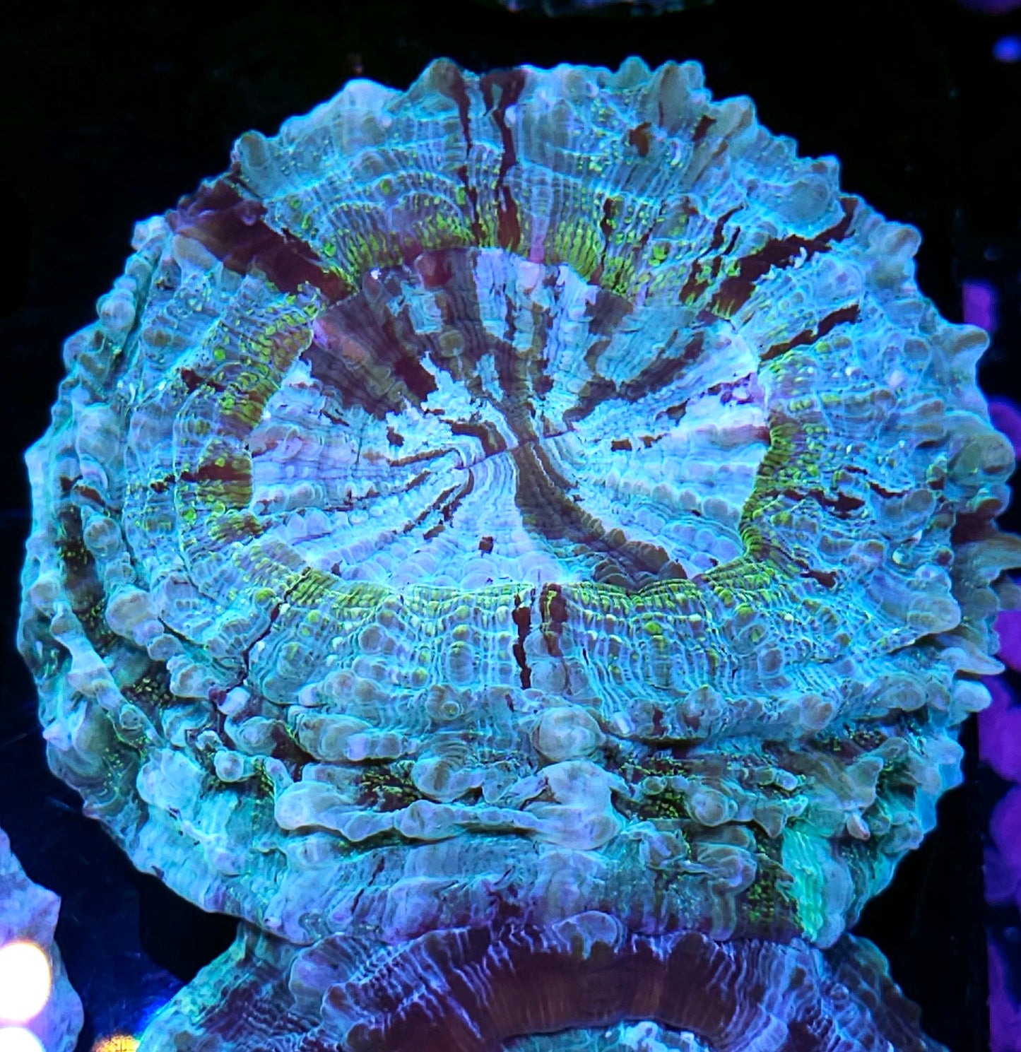 Yellow Glitter Laced Acanthophyllia