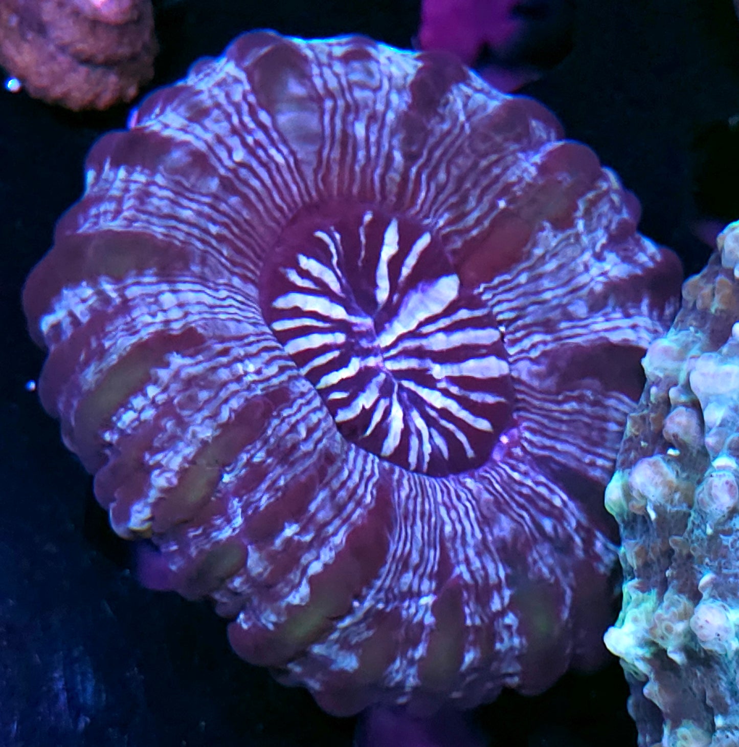 Vortex Indophyllia