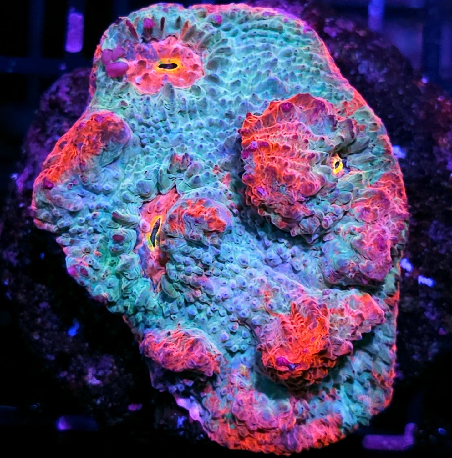 4" Candy Paint Chalice Colony