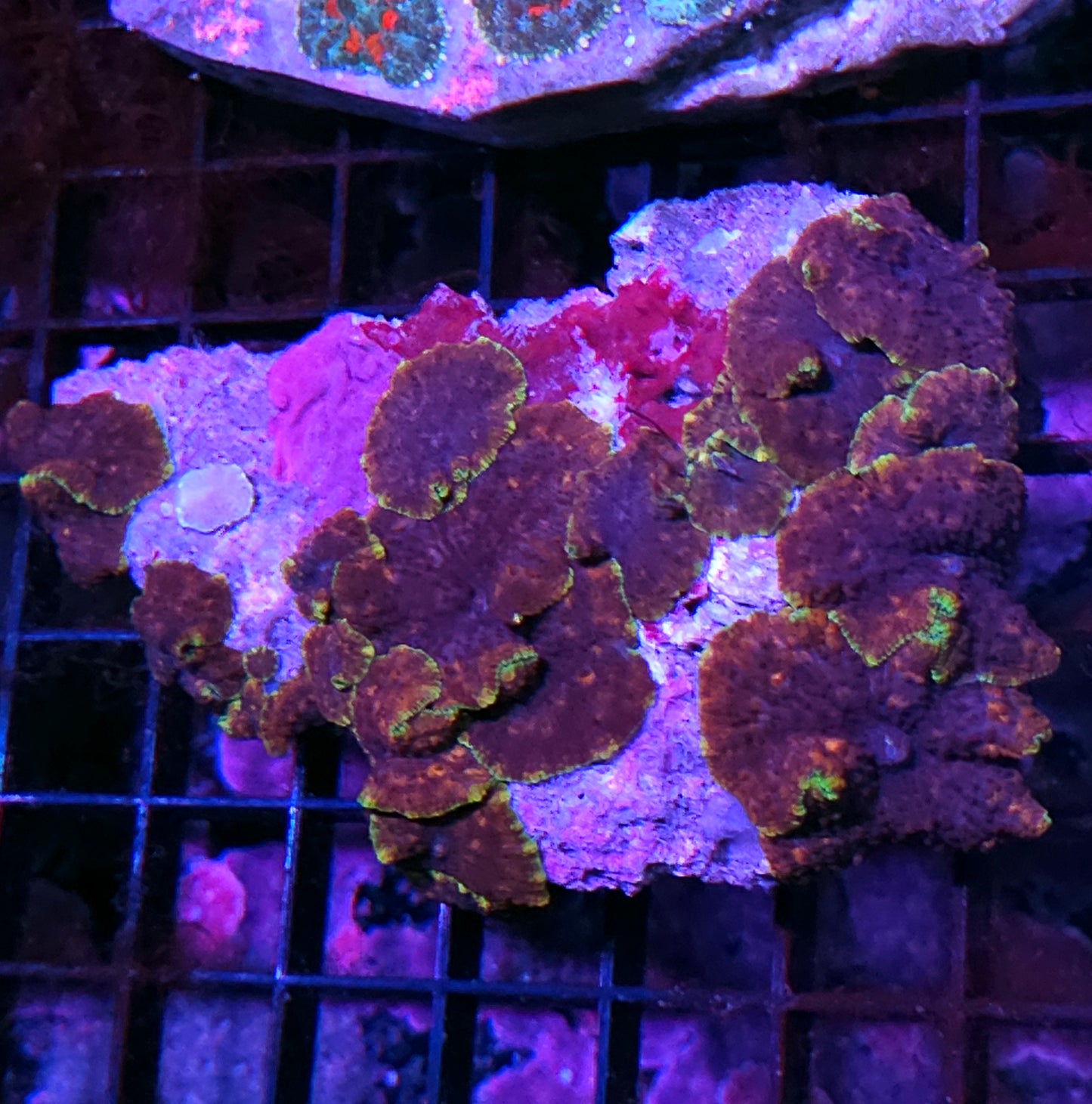 6" Brain Warped Mushroom Colony