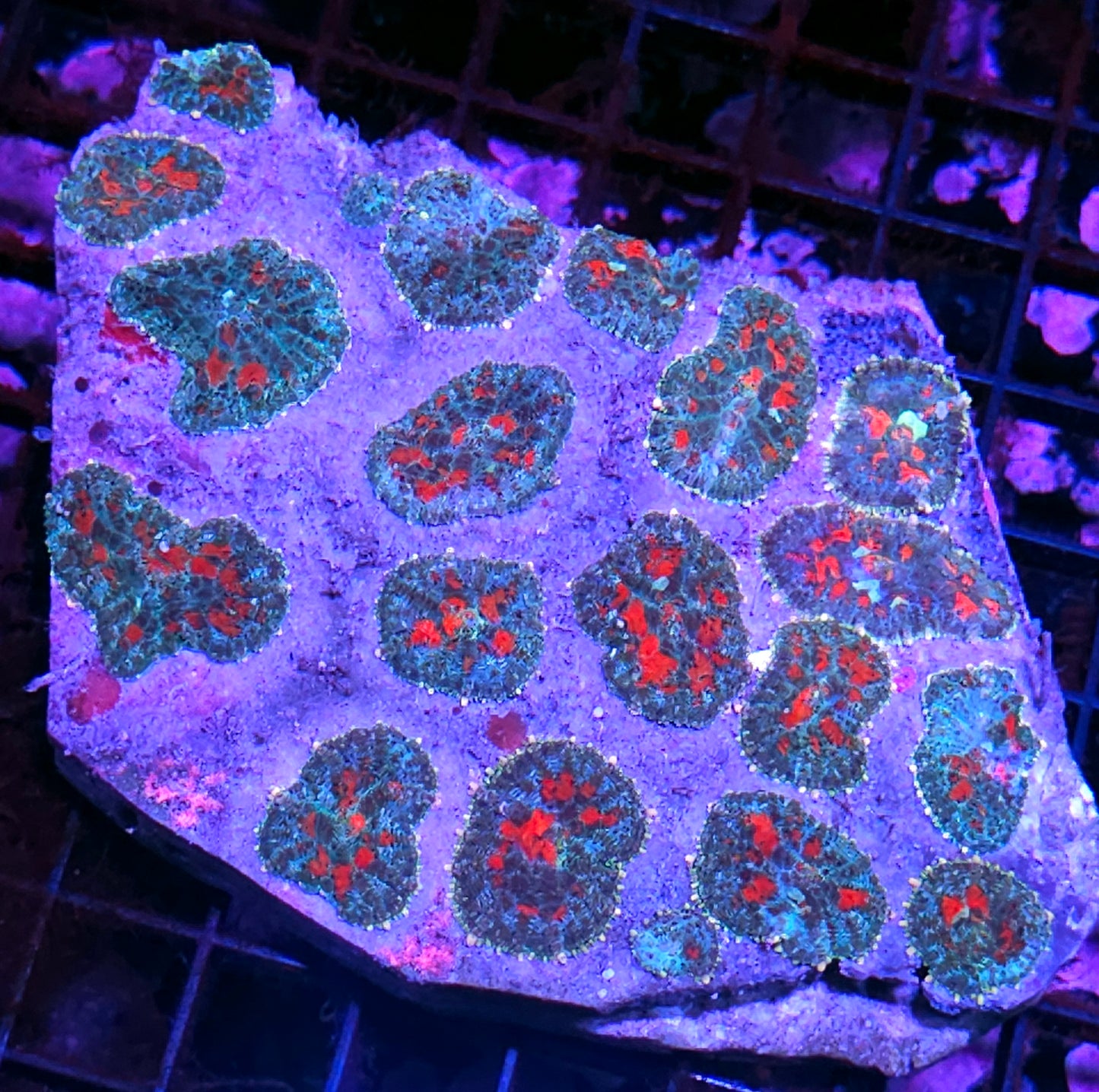 6" Murder Scenes Mushroom Colony