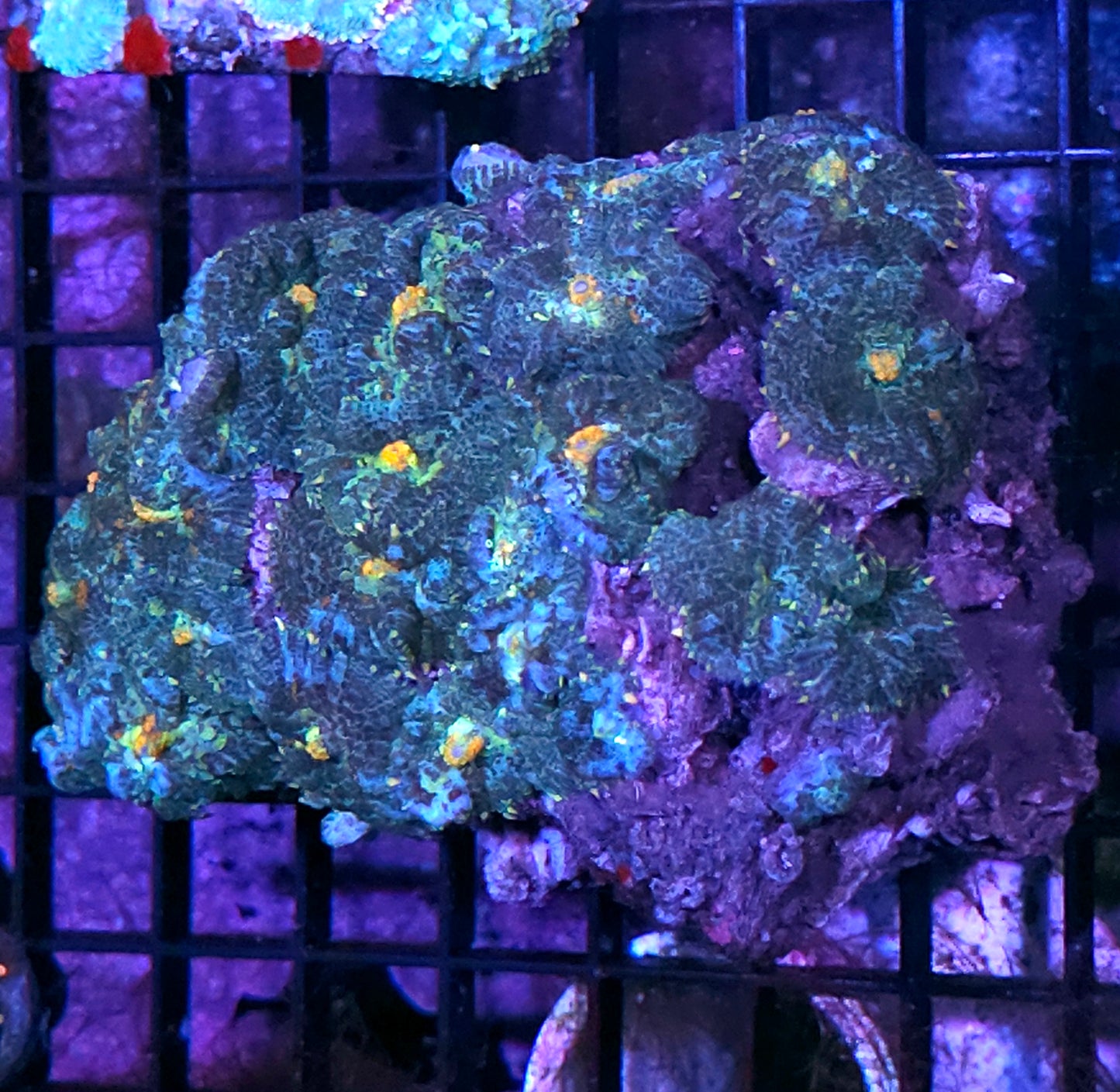 6" Broccoli and Cheese Mushroom Colony