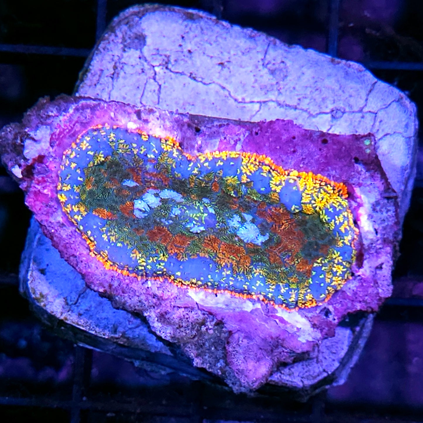 3.5" Beast Mode Bounce Mushroom