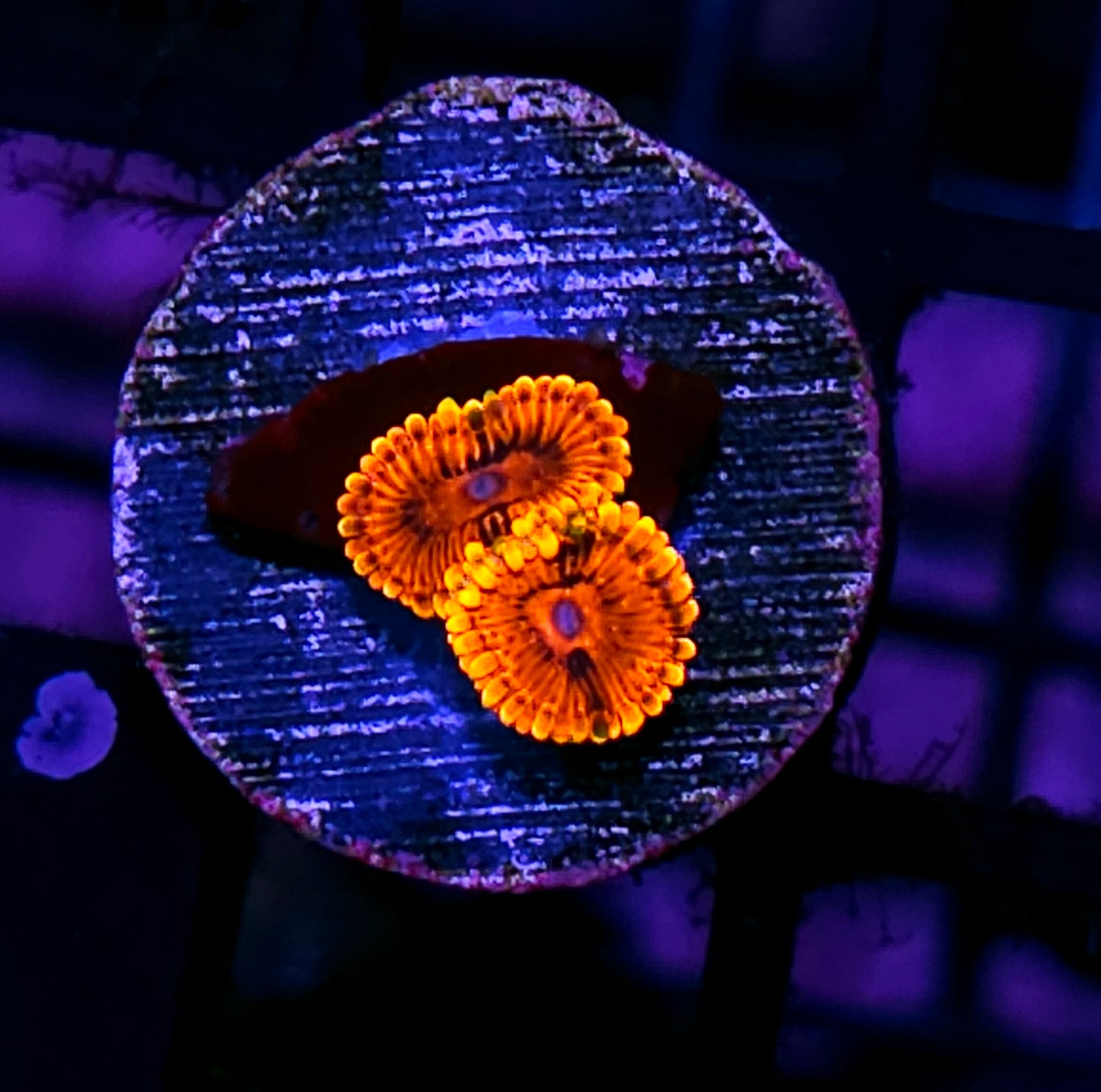 🔥ECC Burning Embers Zoas🔥