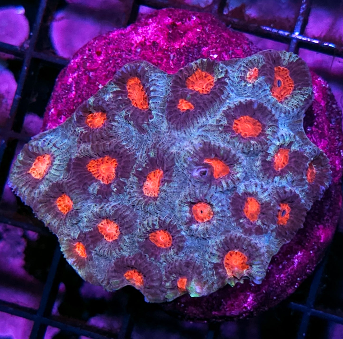 Demon Eye Favia Colony