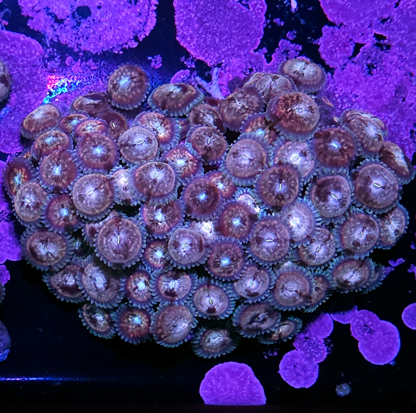 5" Atomic Space Monster Zoa Colony