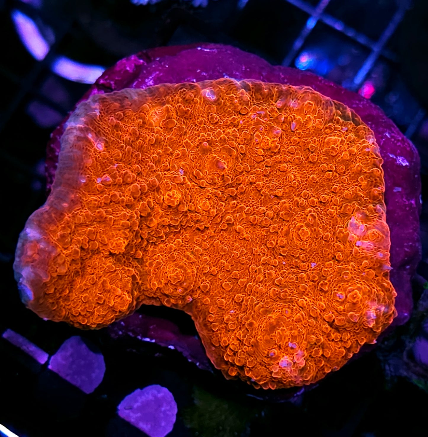 4" Armageddon Chalice Colony