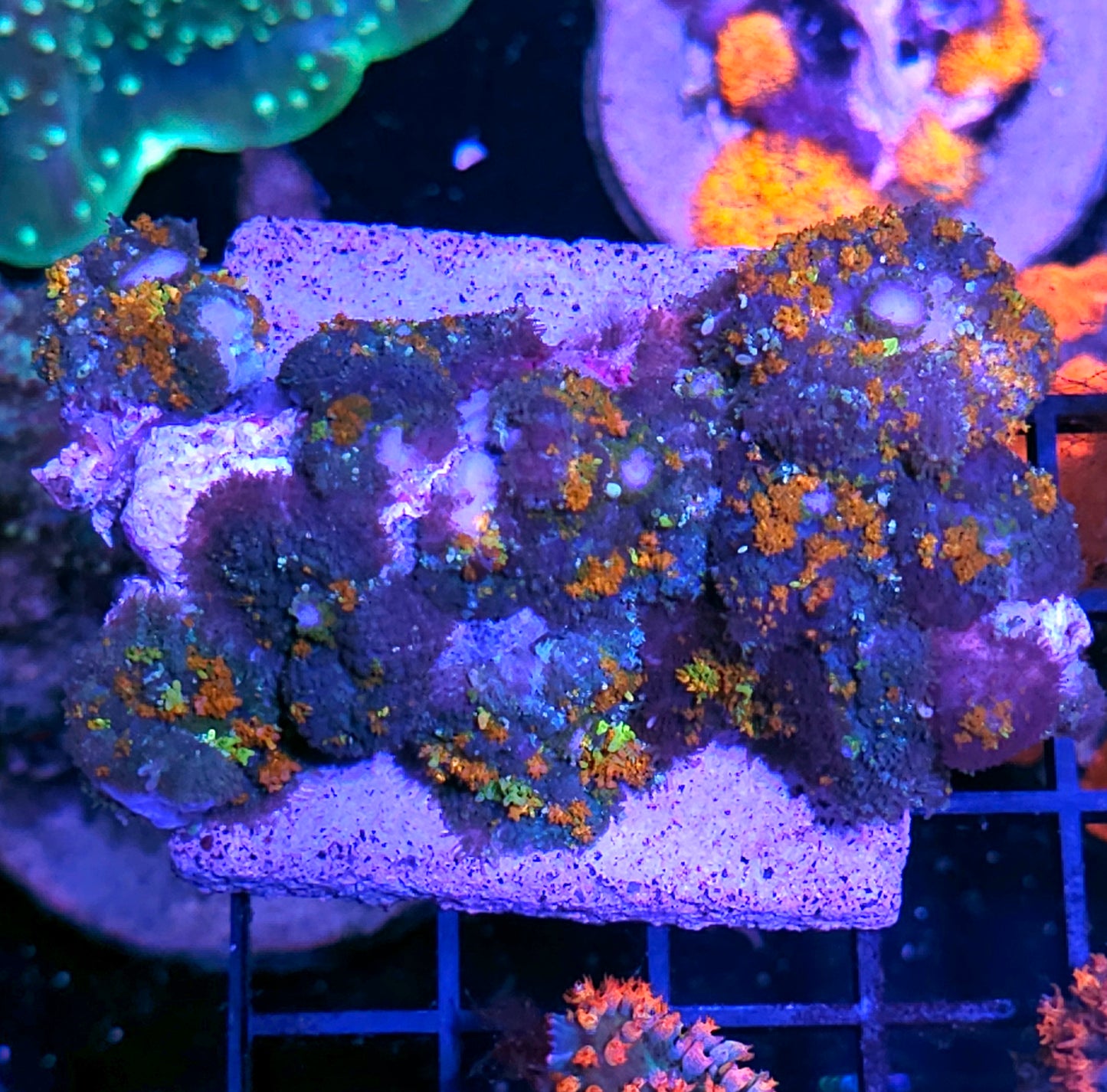Insane Pumpkin Patch Bounce Mushroom Colony