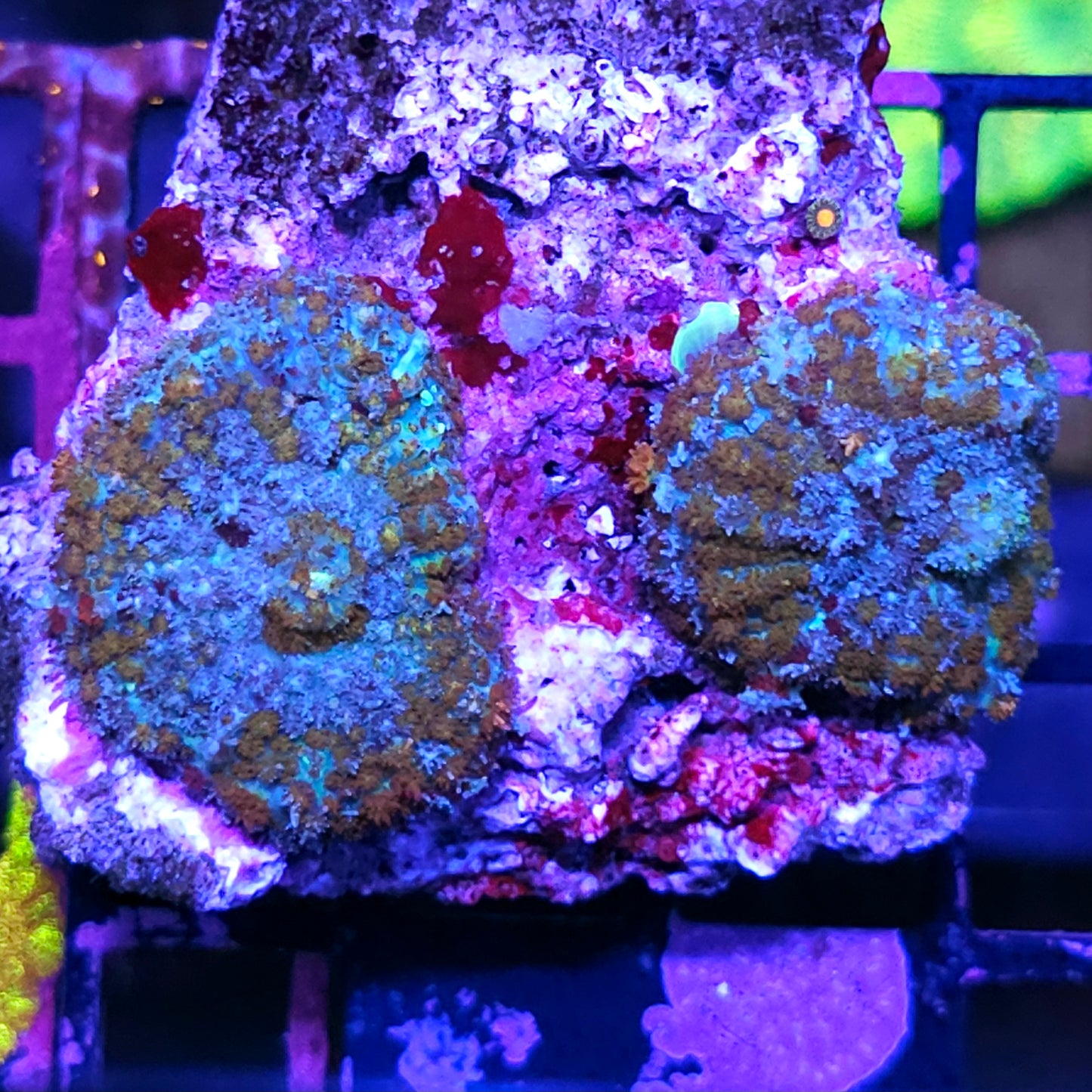 Lagoon Gold Carlgreni Mushrooms RARE