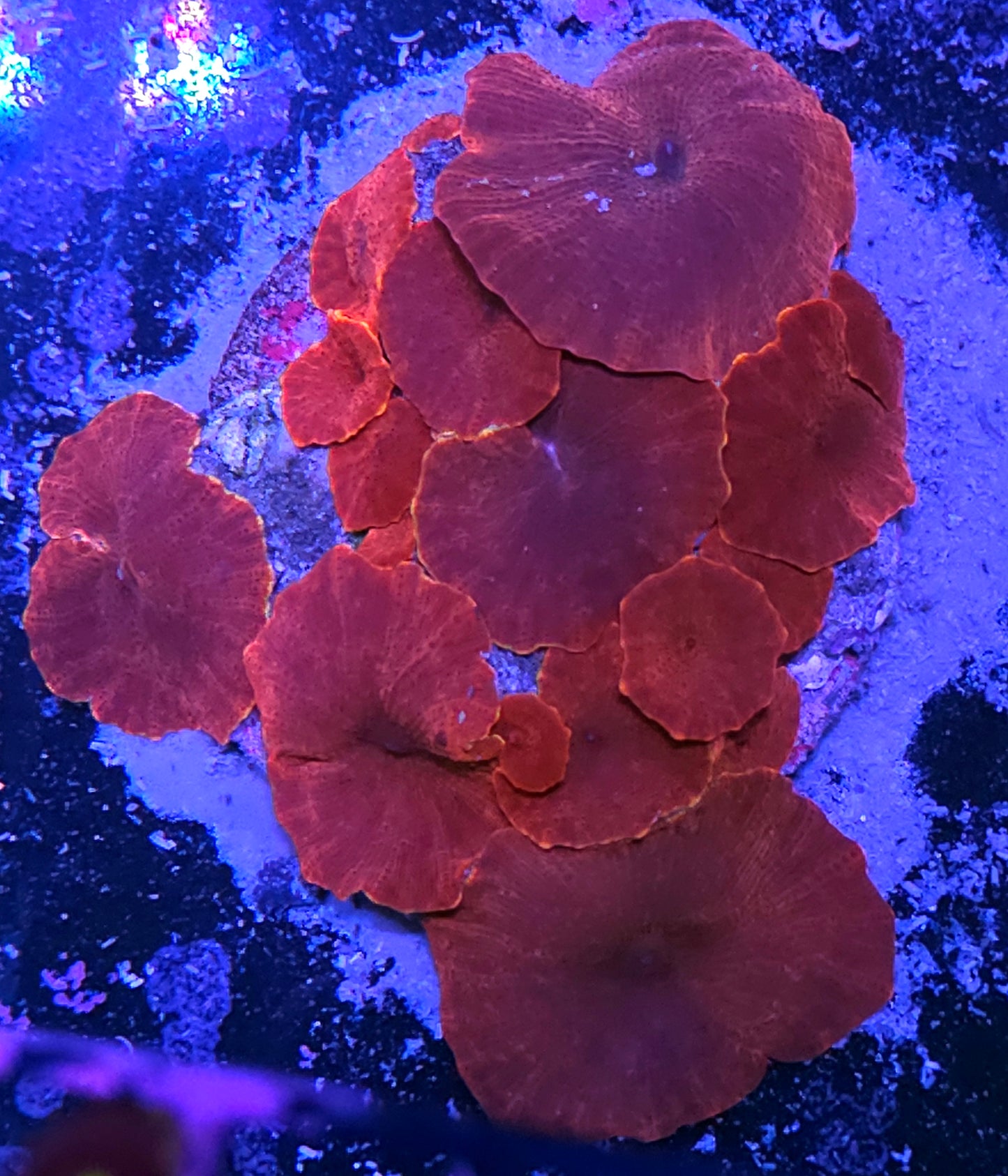 Magneto Orange Rim Mushroom Colony