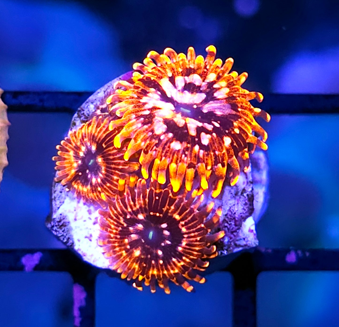 DR Utter Chaos Zoas FAT POLYPS