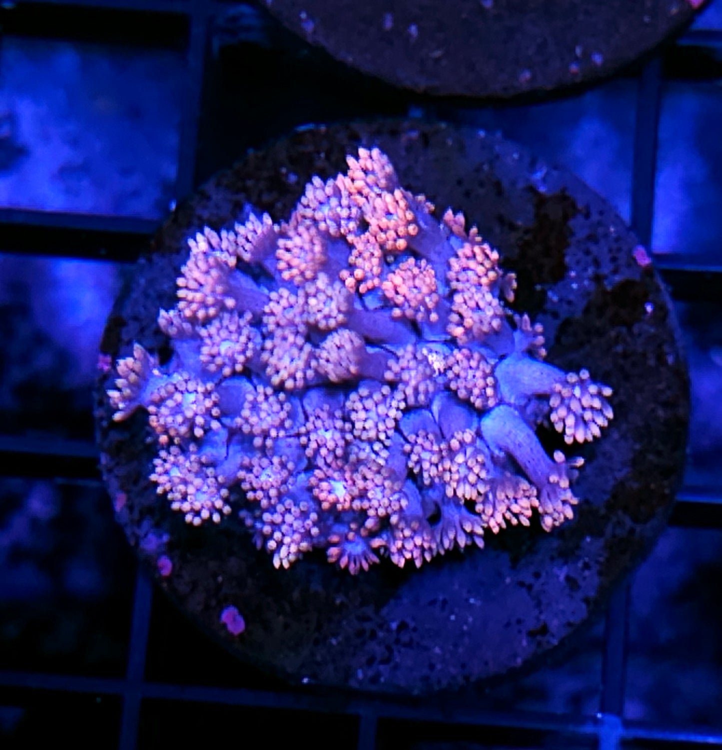 Barbie Girl Goniopora