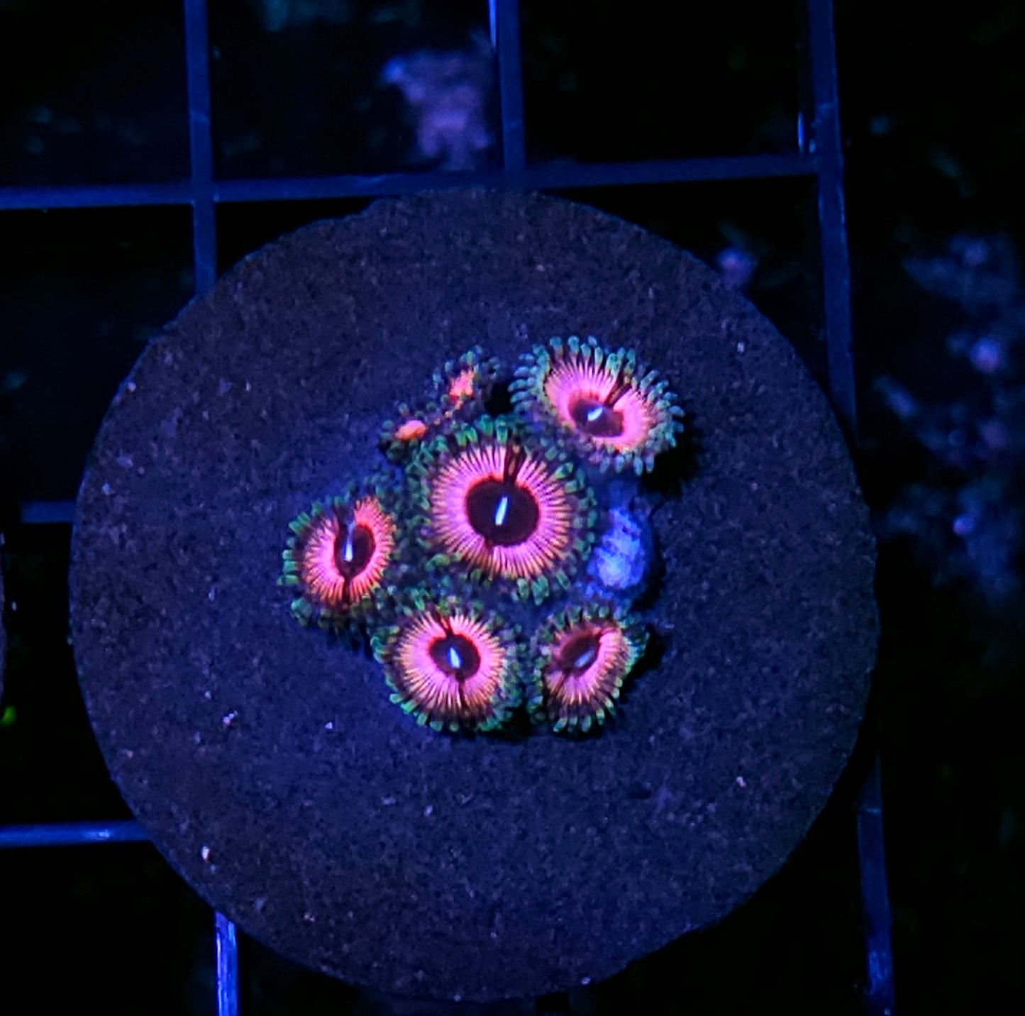 Mary K Zoas