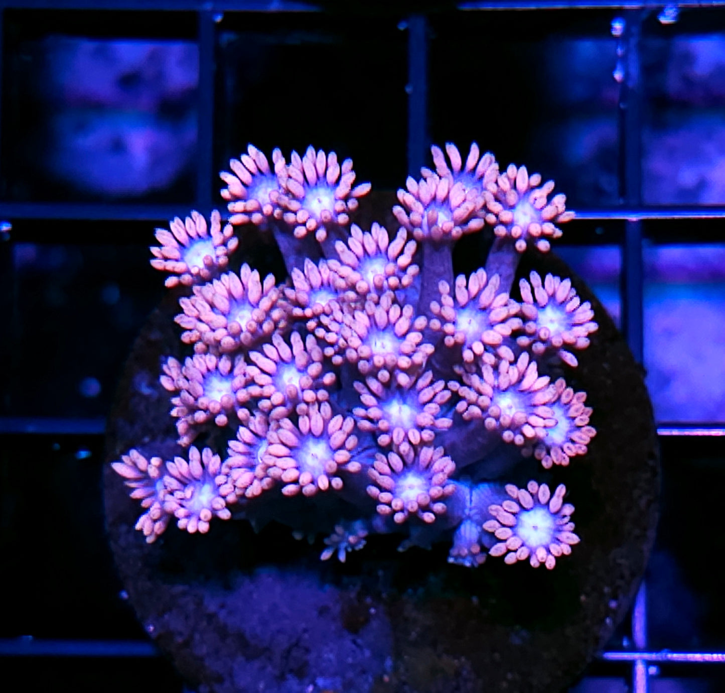 Barbie Girl Goniopora