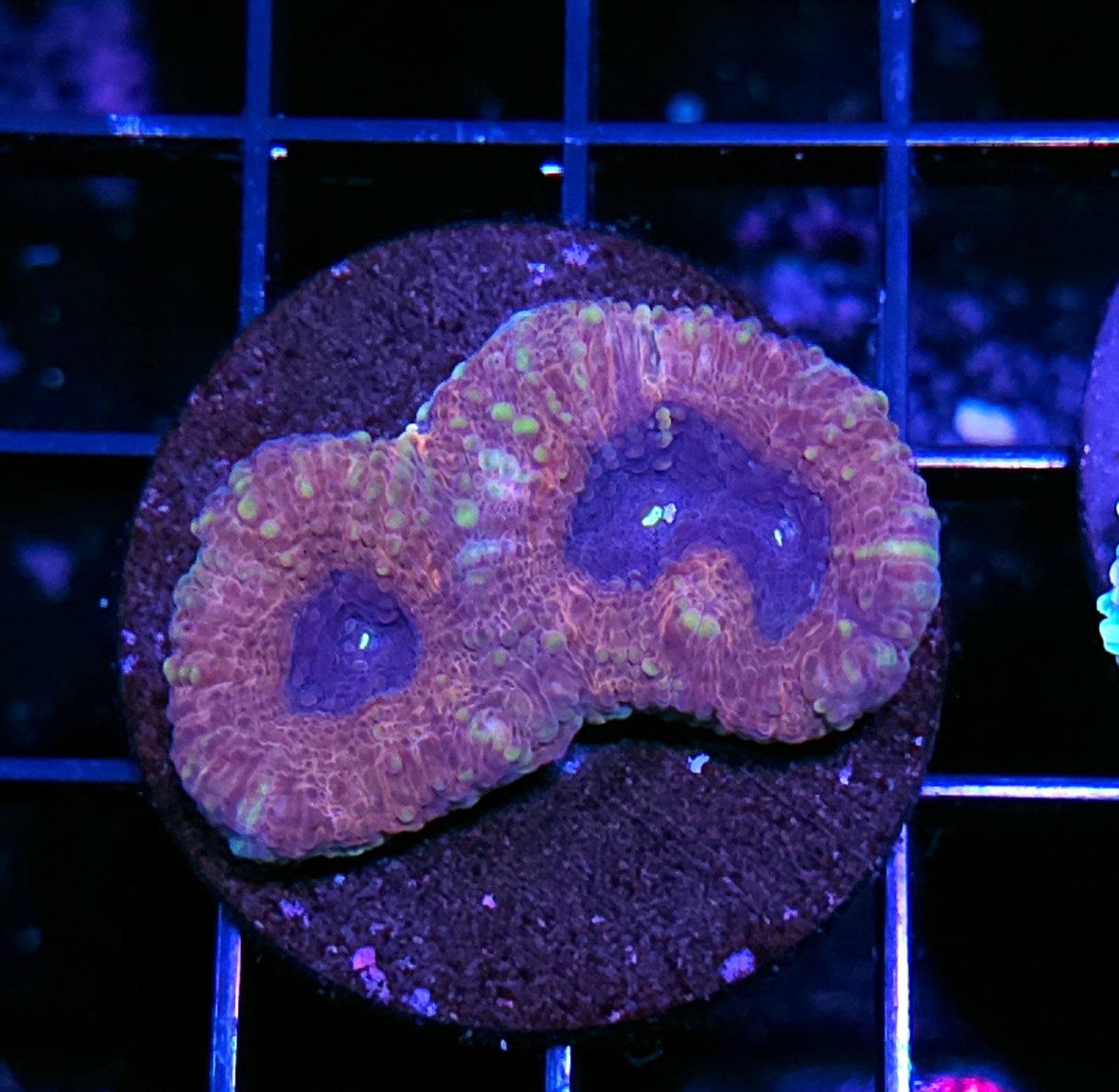 Ominous Orange Acan Echinata