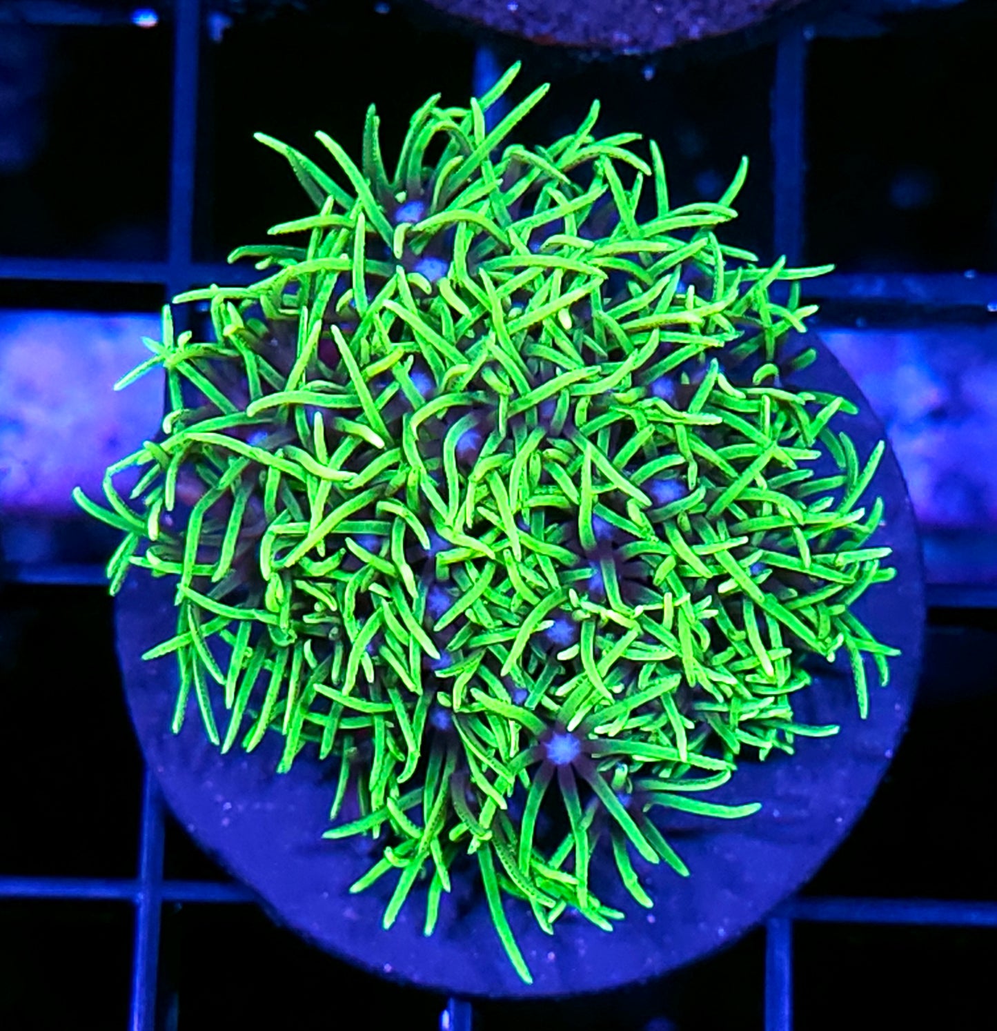 Plutonium GSP