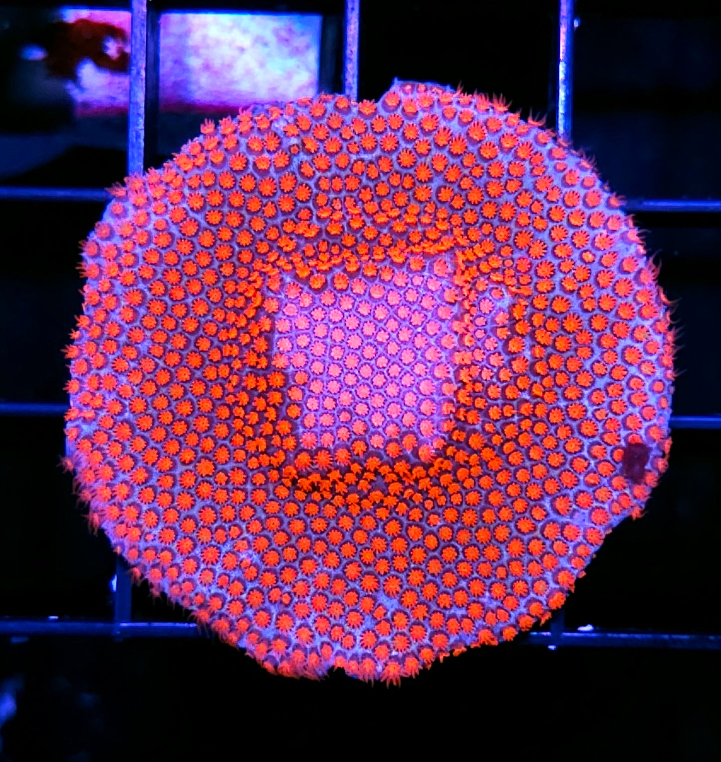 Spiderman Porites Colony