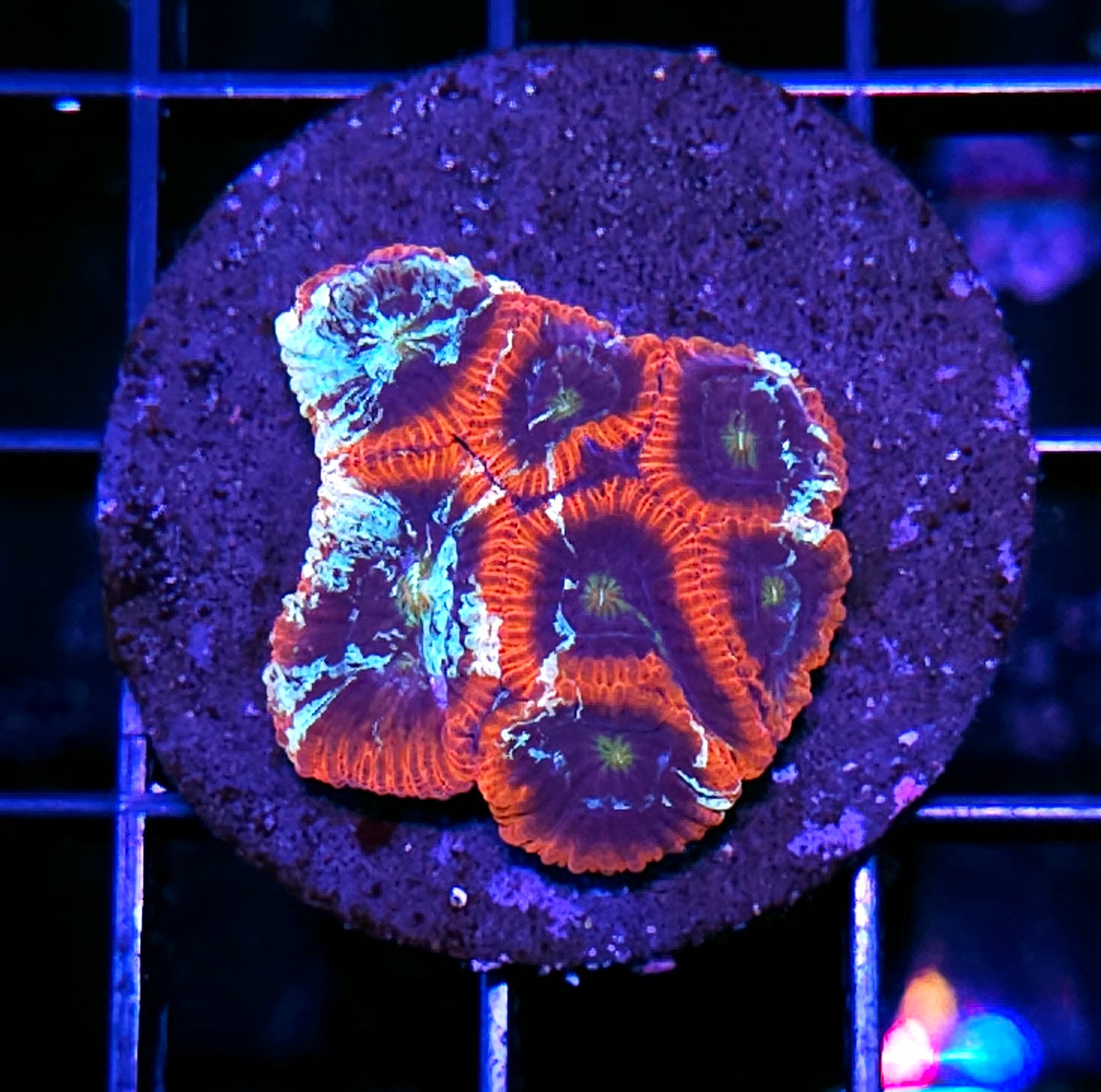 Striker Micro Favia