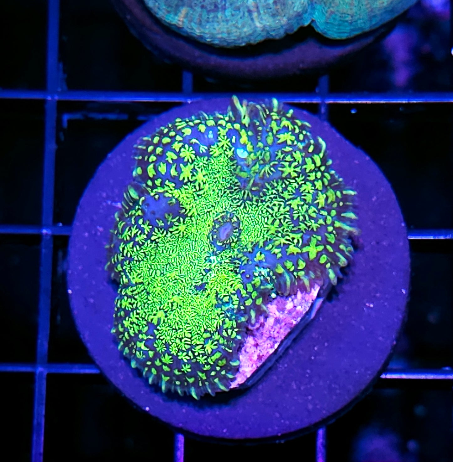 Fern Gully Mushroom