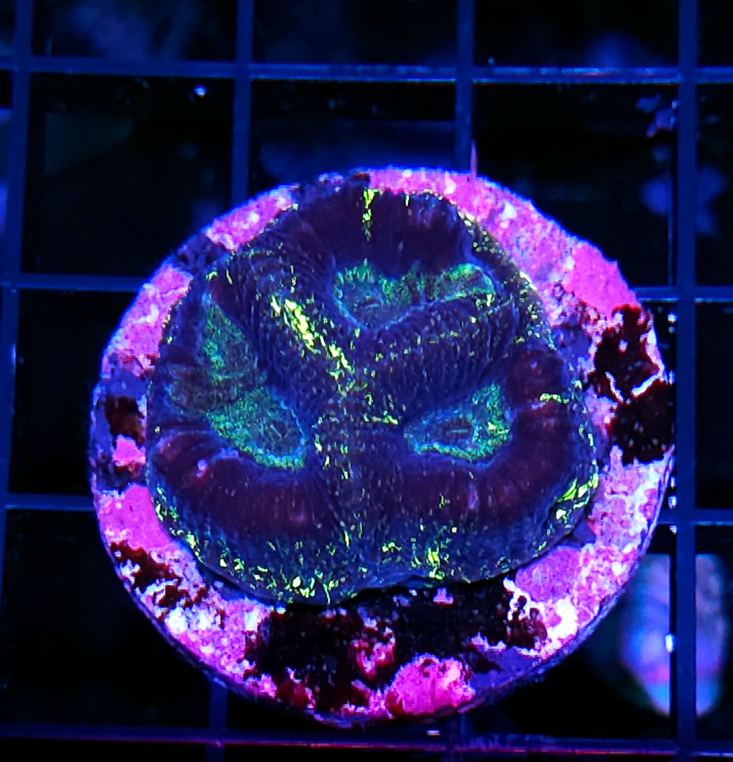 Acid Dust Goniastrea