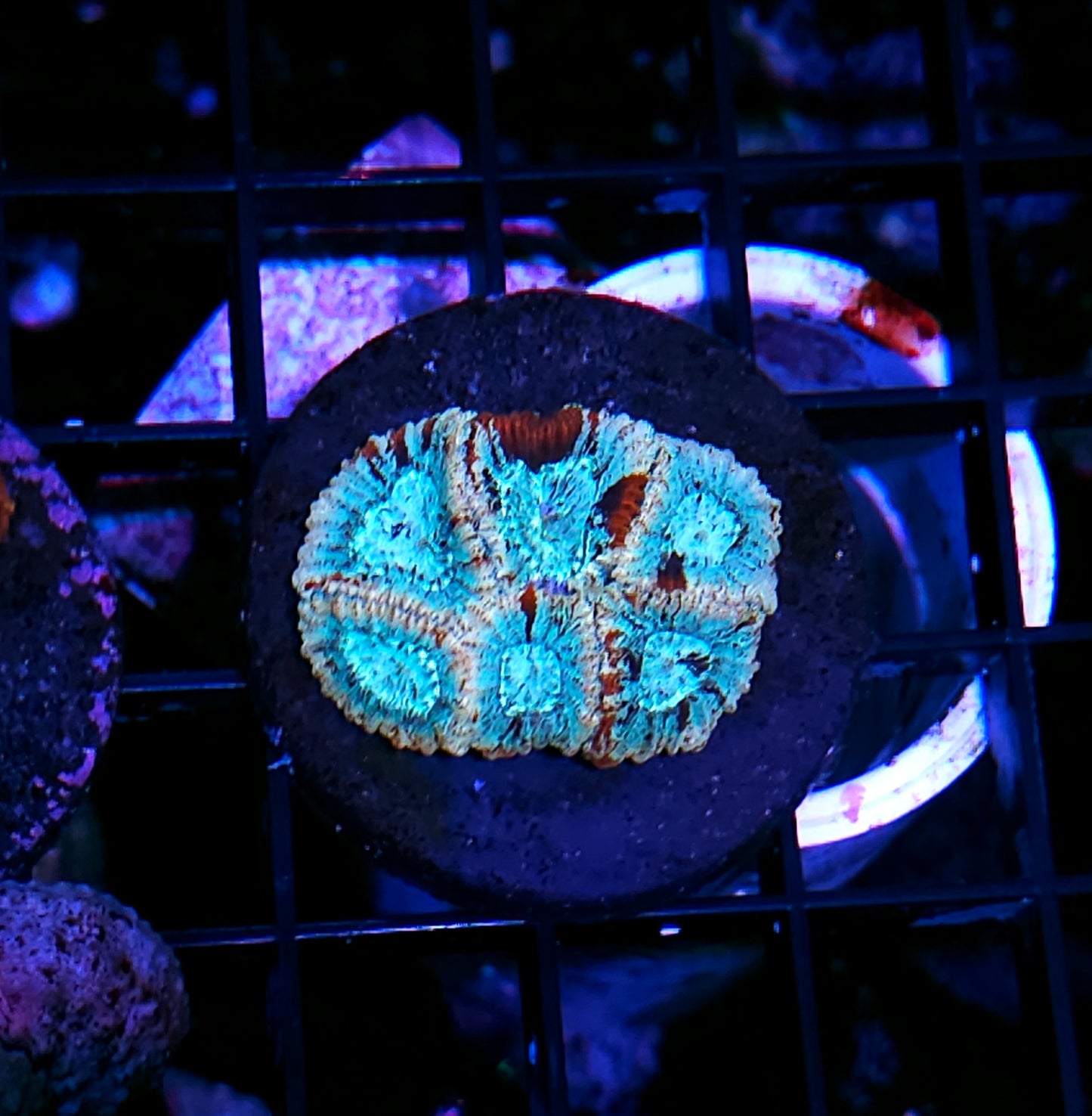 Creme De La Micro Favia