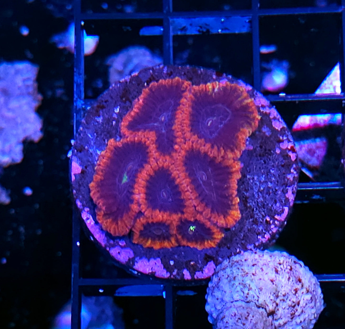 Demon Heart Micro Favia