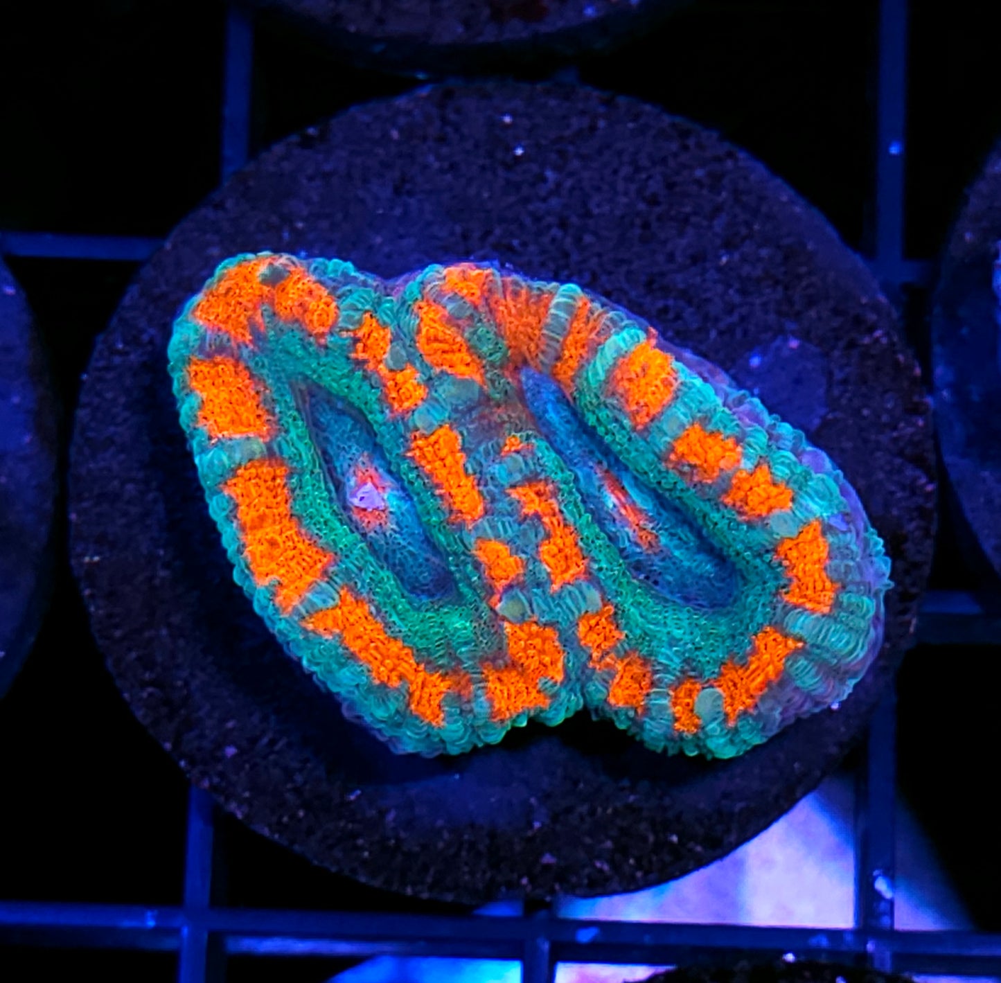 Kabuki Asian Acan