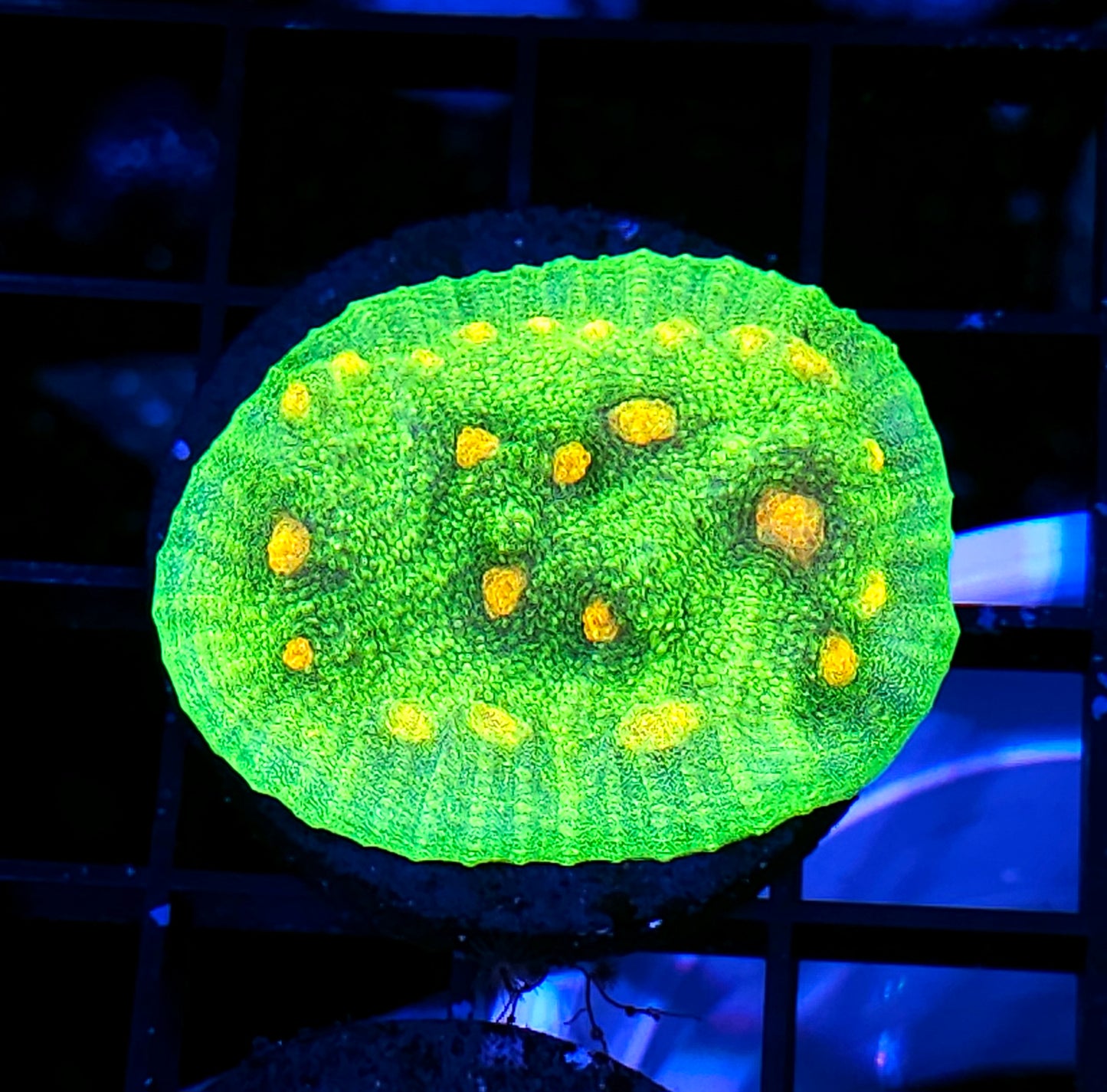 HF Space Invaders Chalice Colony