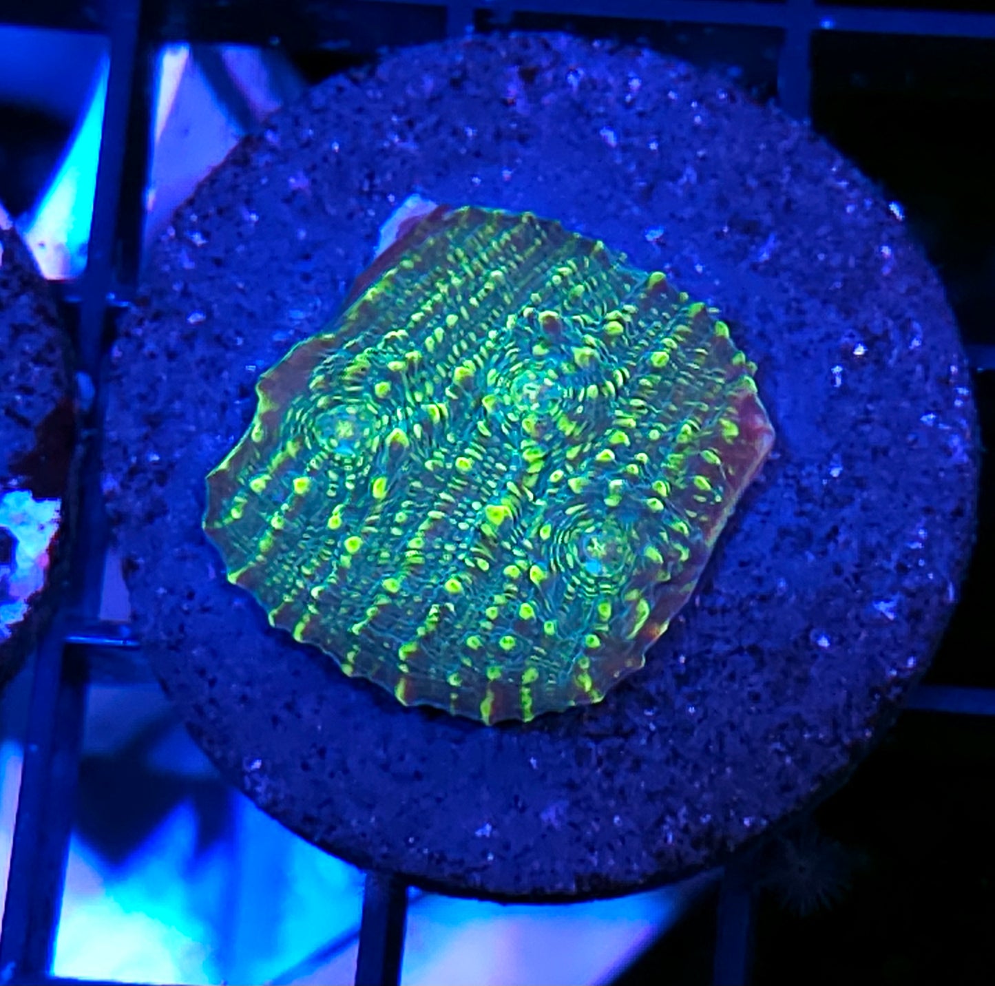 WWC Toxic Pie Chalice