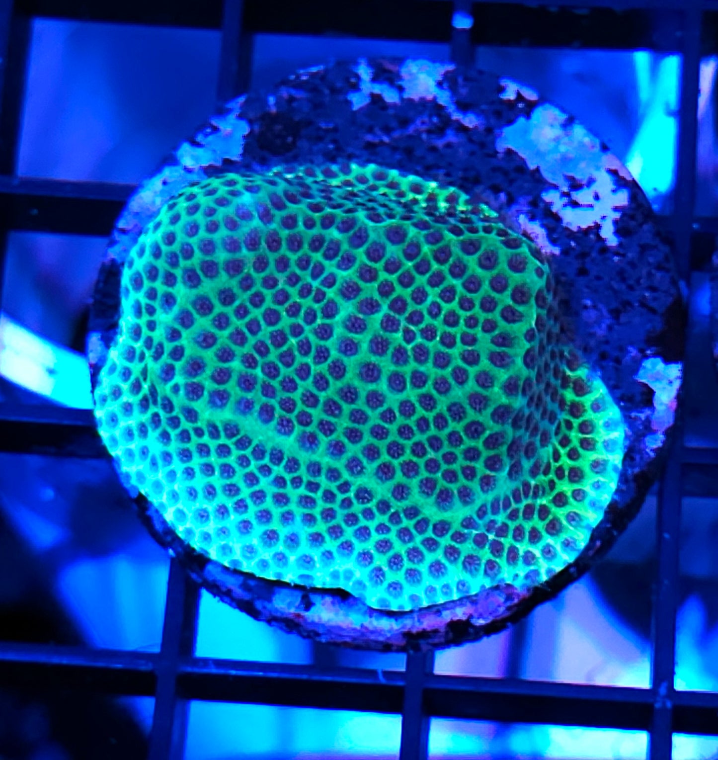 Sand Dollar Porites